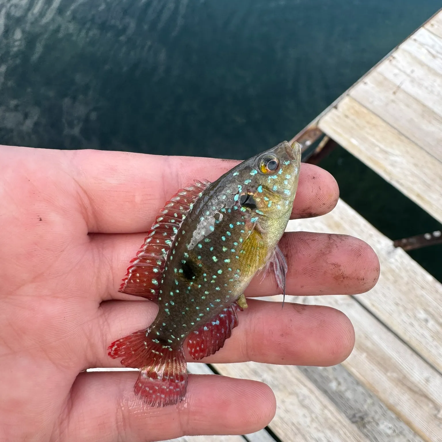 The most recent African Jewelfish catches on Fishbrain