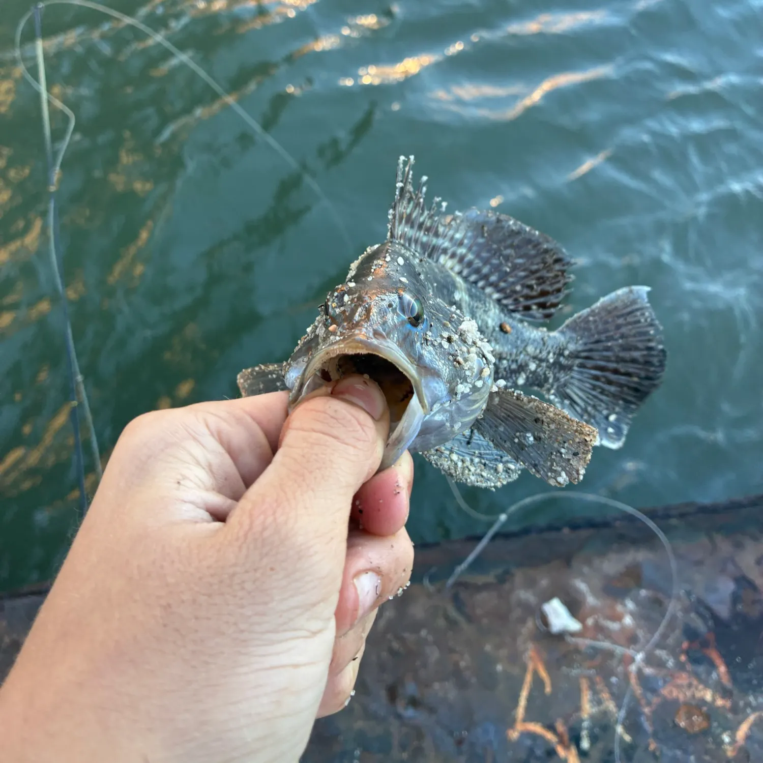 Black sea bass caught on Fishbrain