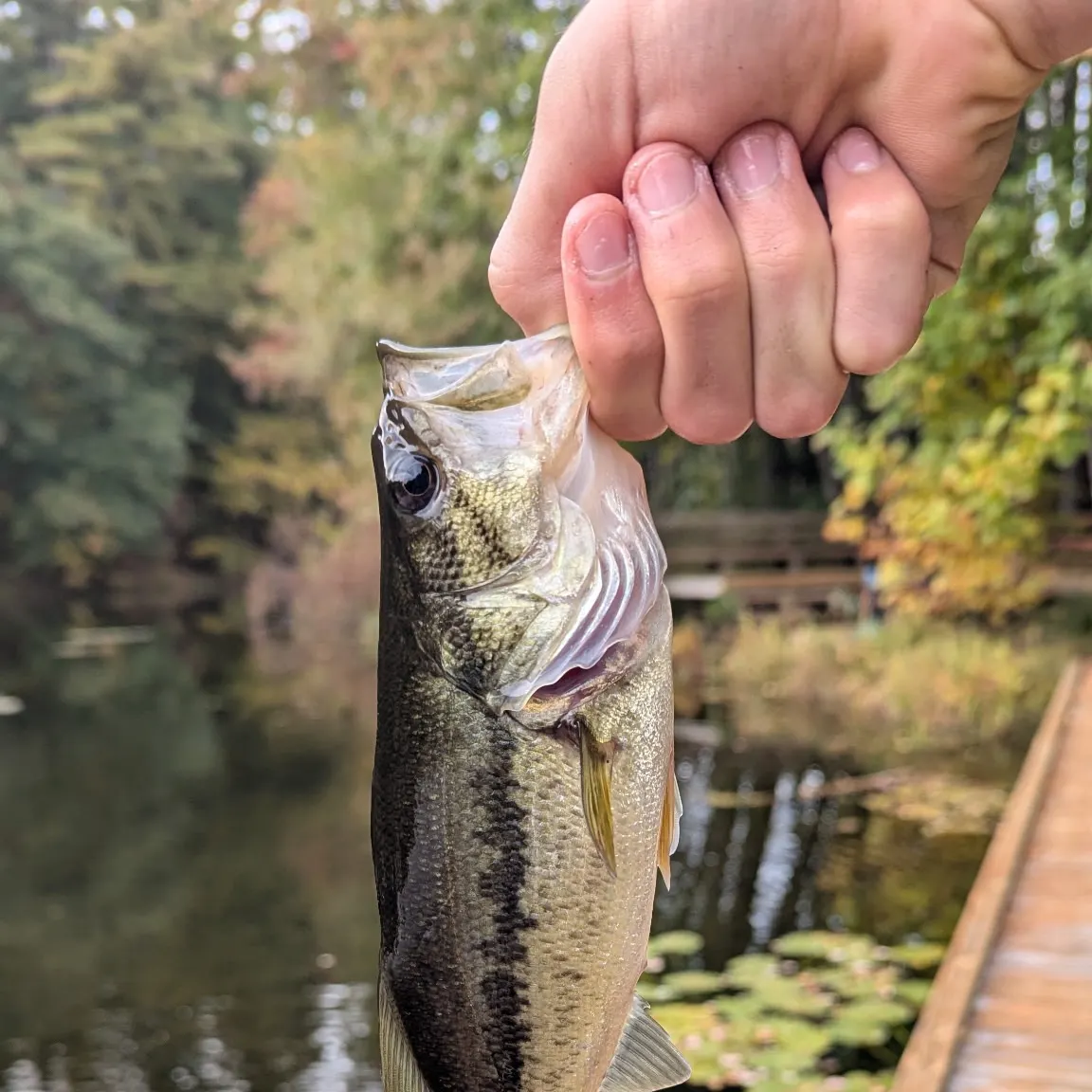 Largemouth bass caught on Fishbrain