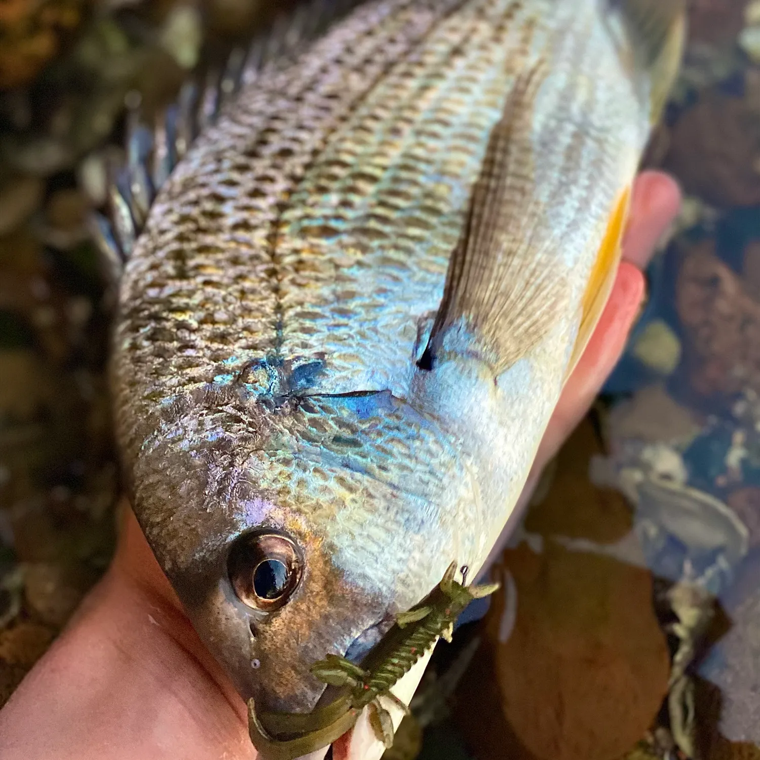 Surf bream caught on Fishbrain