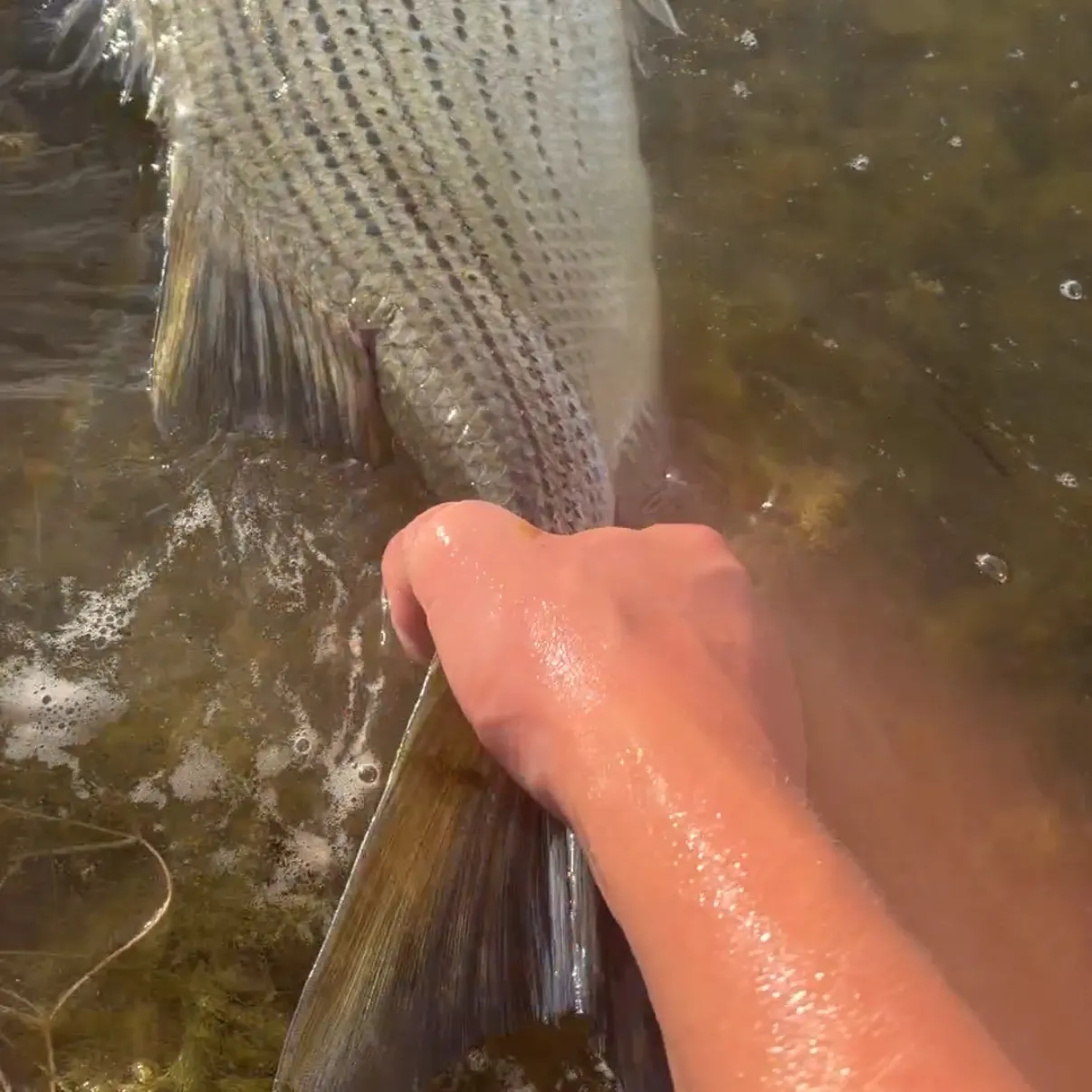 Wiper caught on Fishbrain