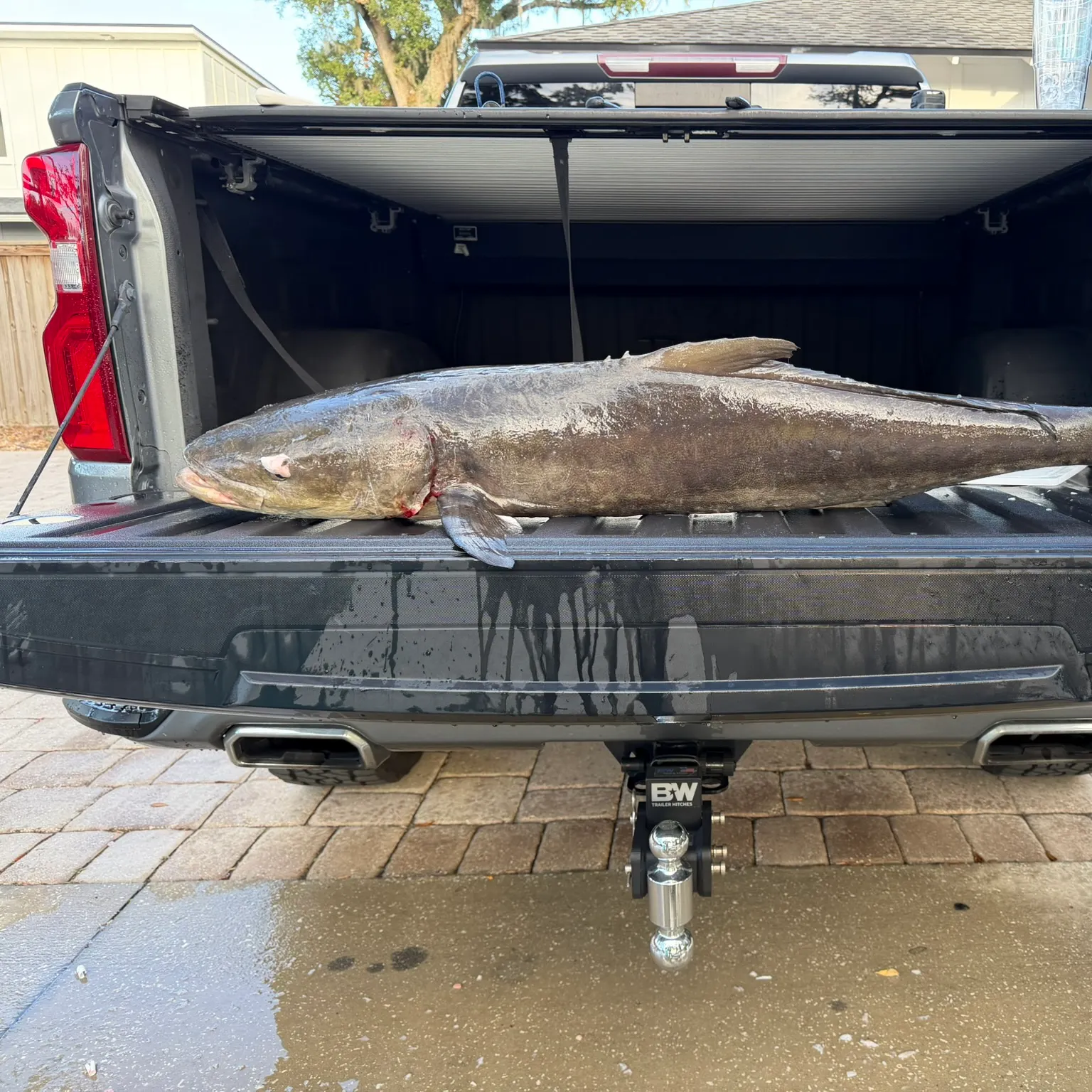 The most recent Cobia catches on Fishbrain