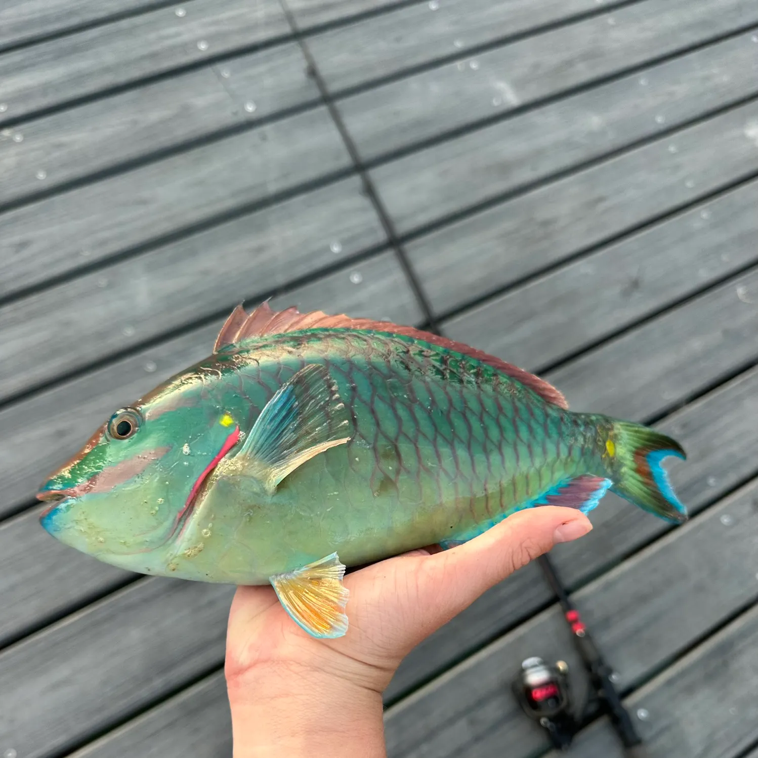 The most recent Stoplight parrotfish catches on Fishbrain