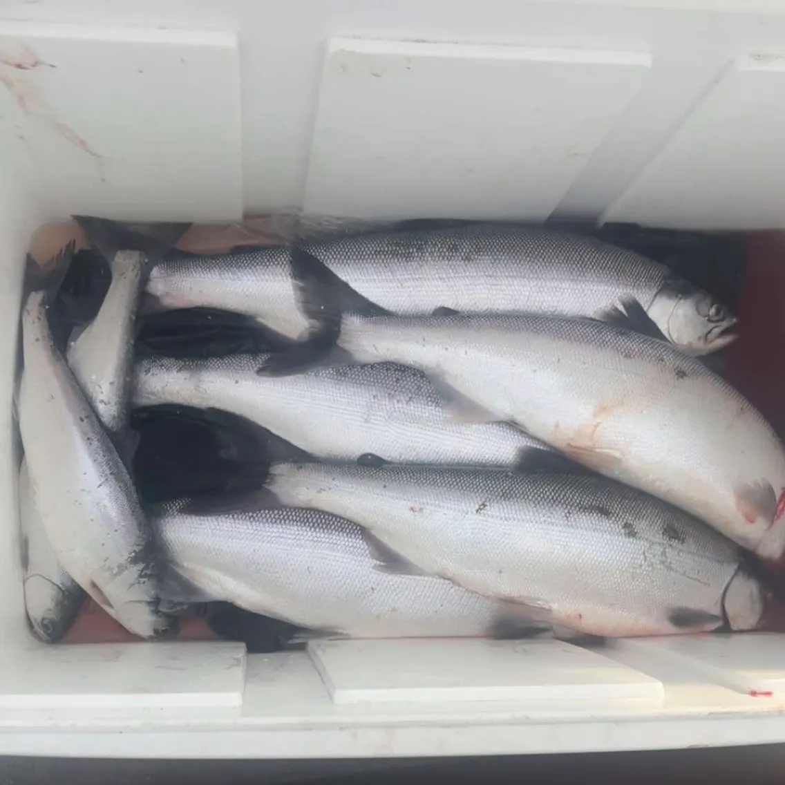 The most recent Kokanee salmon catches on Fishbrain