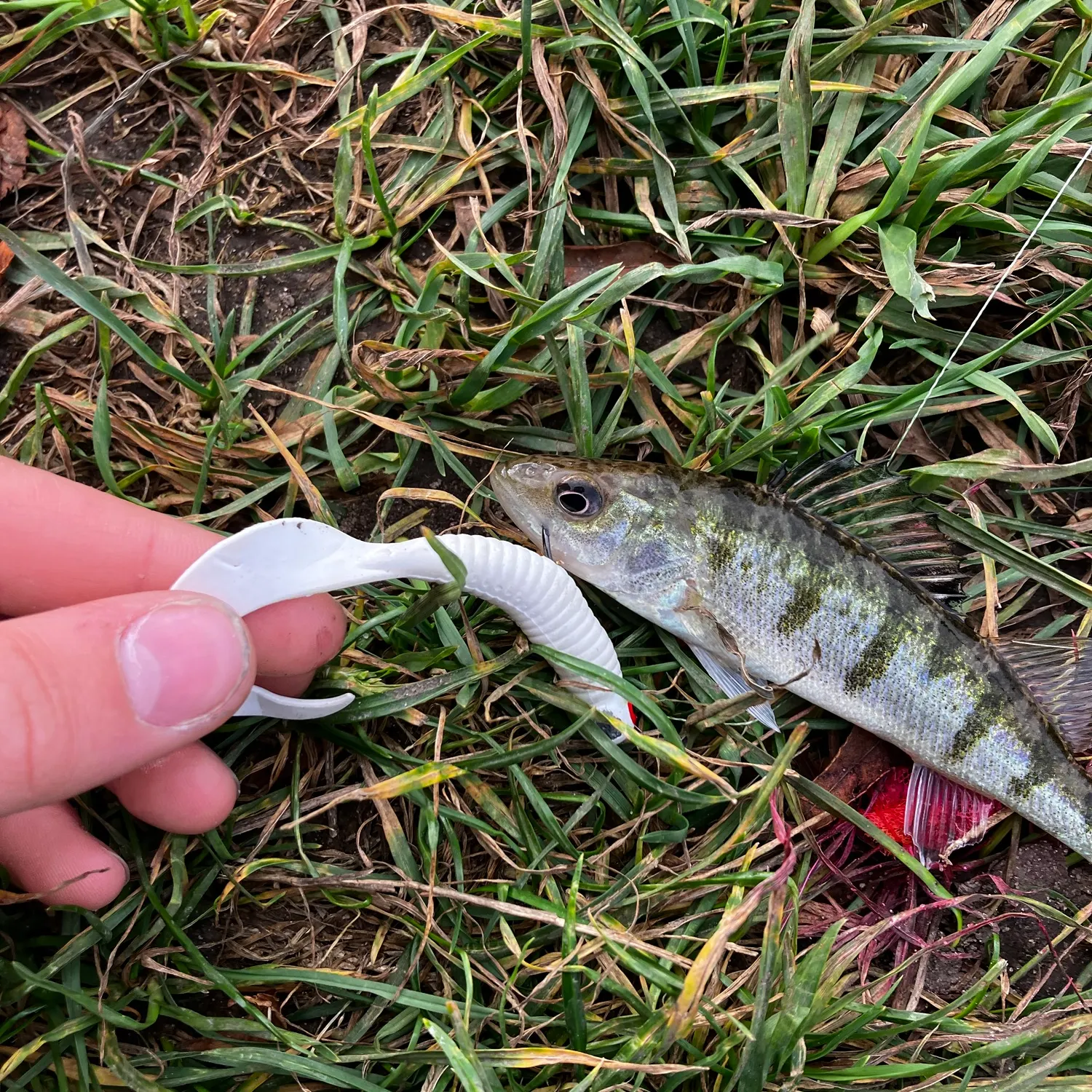 Yellow perch caught on Fishbrain