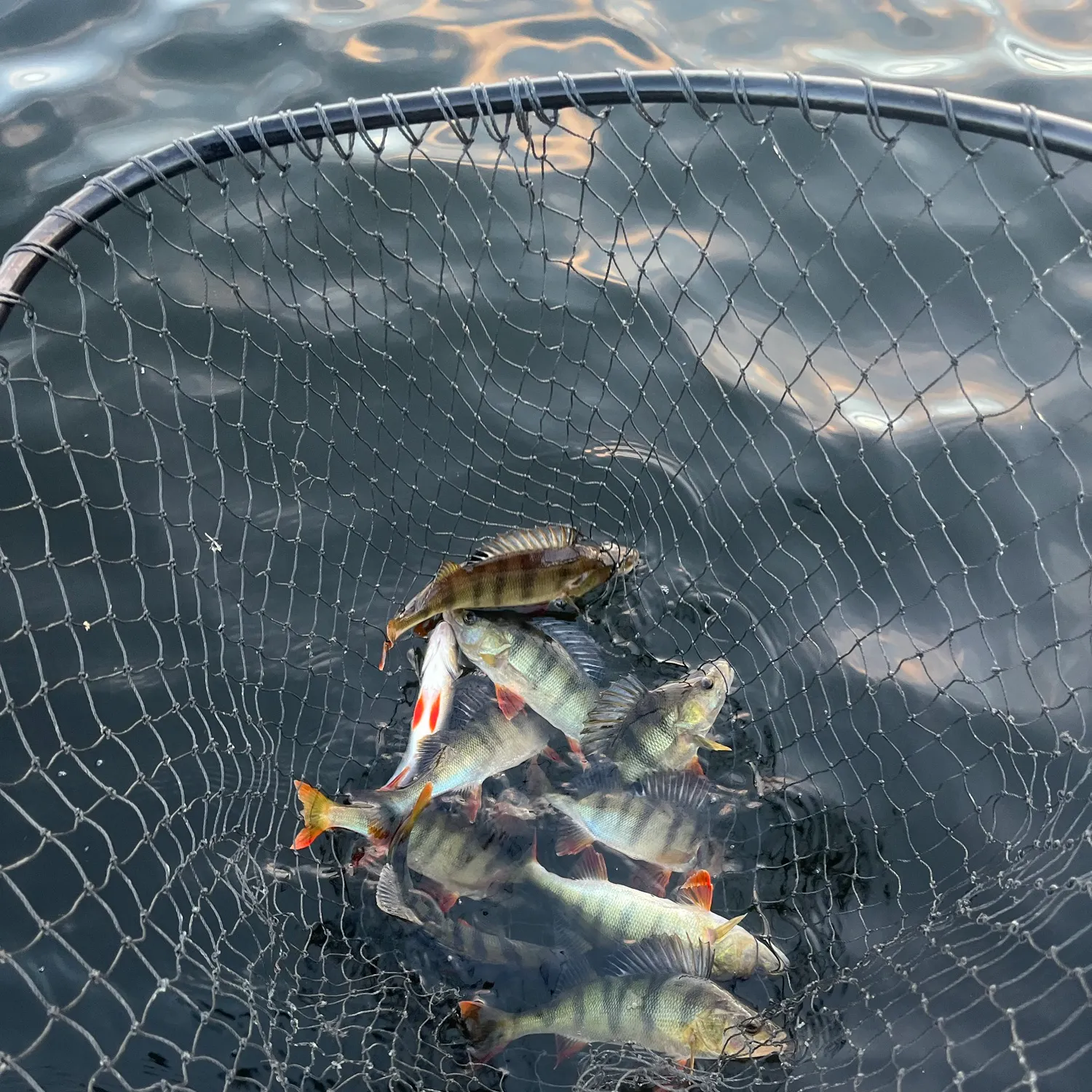 European perch caught on Fishbrain