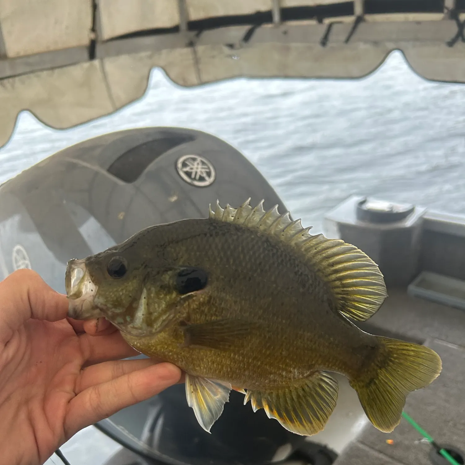 Green sunfish caught on Fishbrain