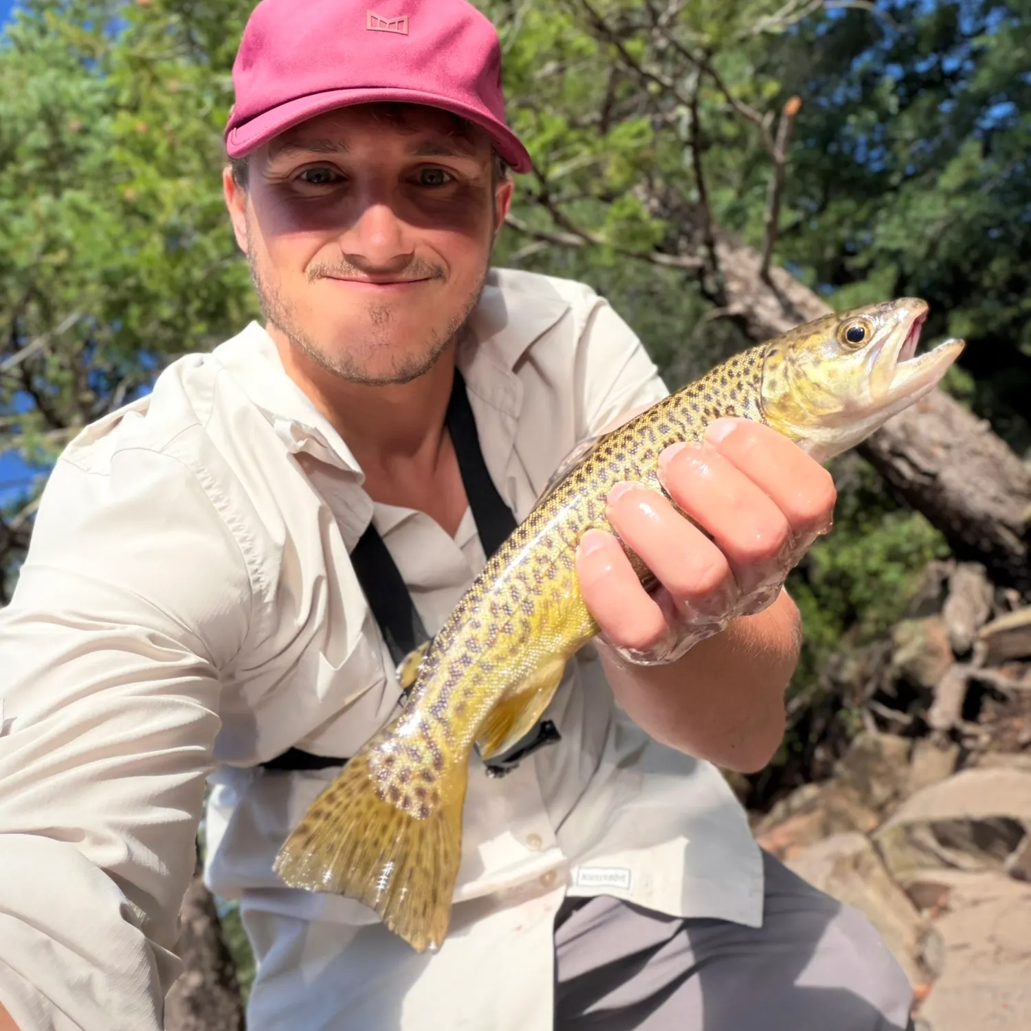 Tiger trout caught on Fishbrain