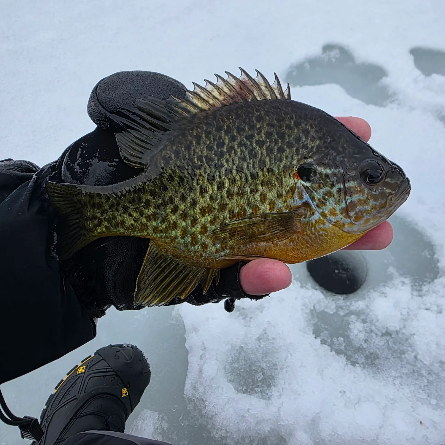 The most recent Pumpkinseed catches on Fishbrain