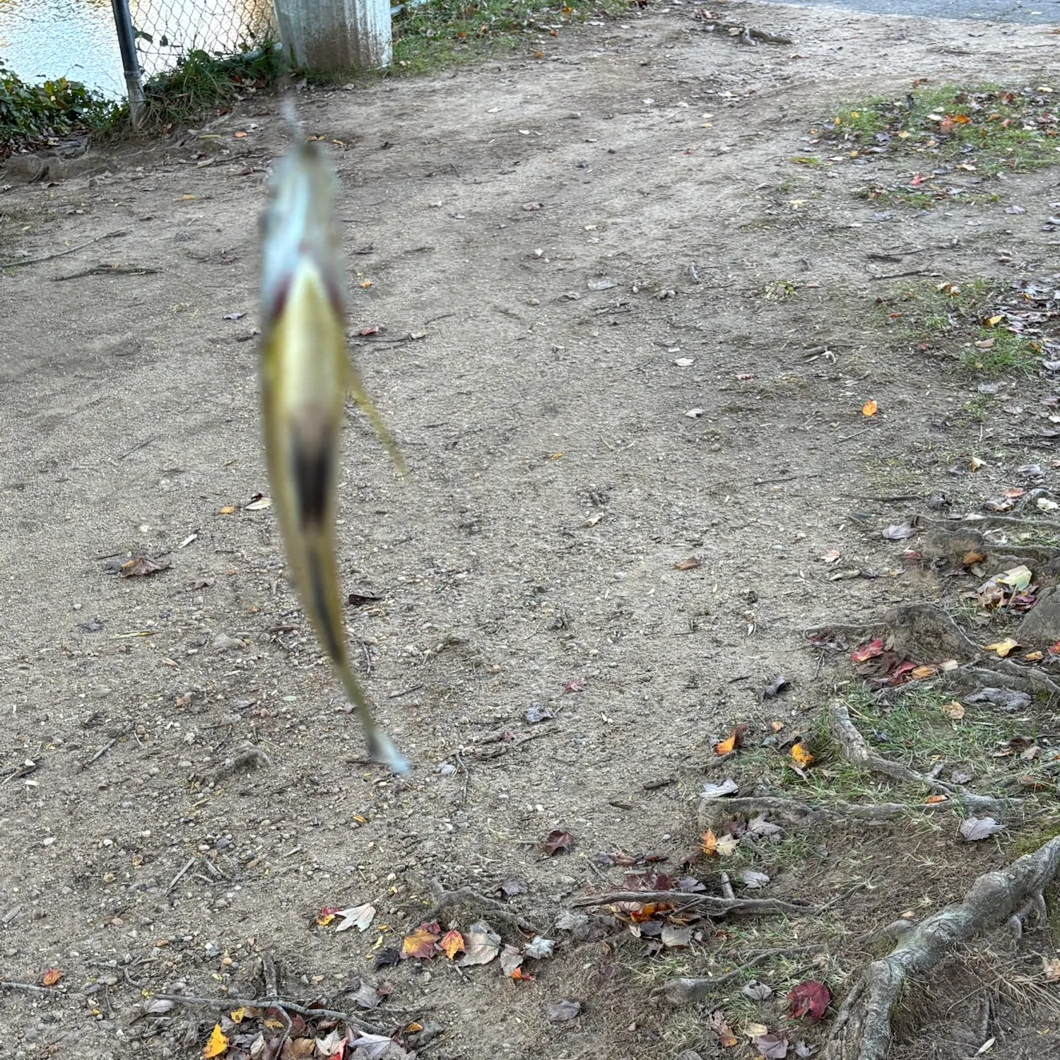 Fish caught on Fishbrain