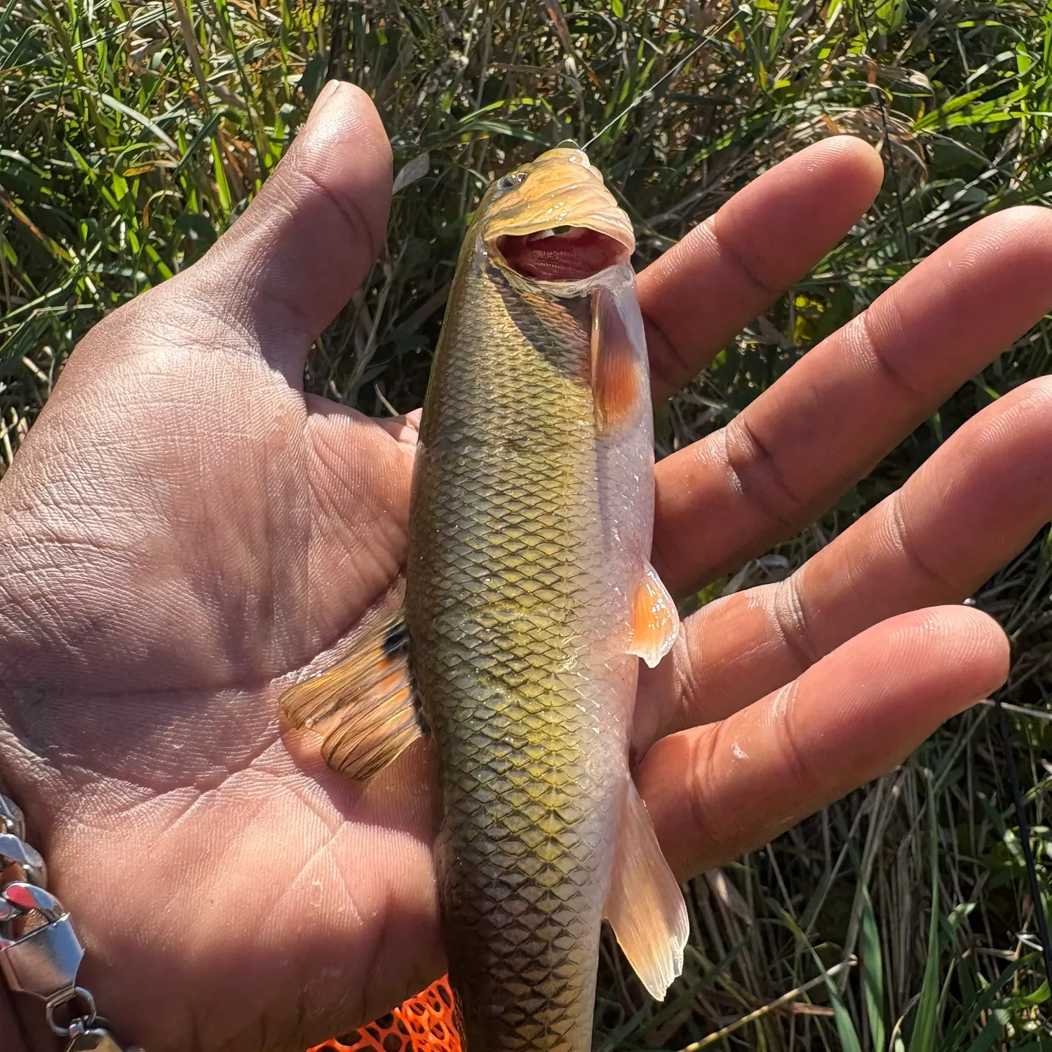 Creek chub caught on Fishbrain