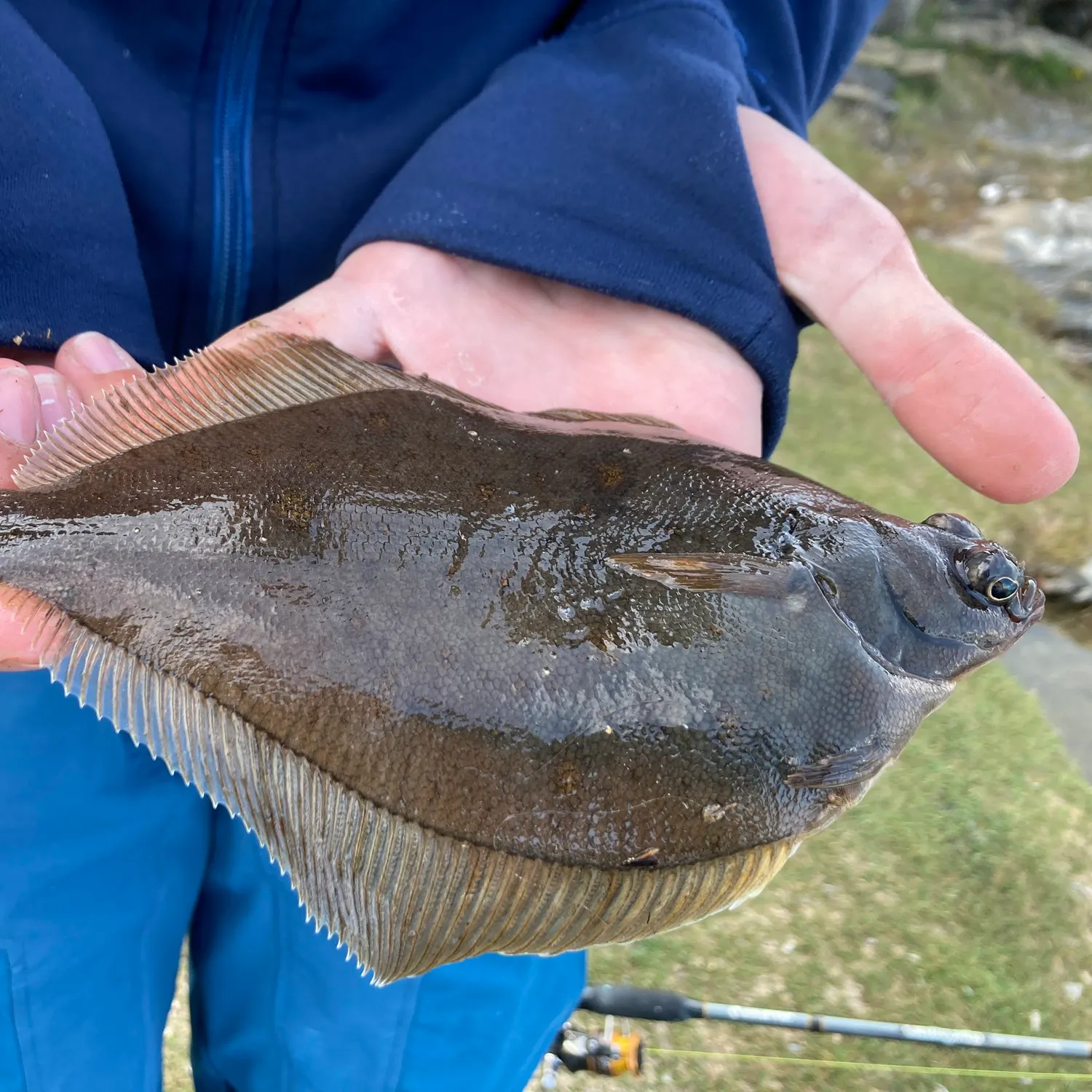 The most recent Common dab catches on Fishbrain