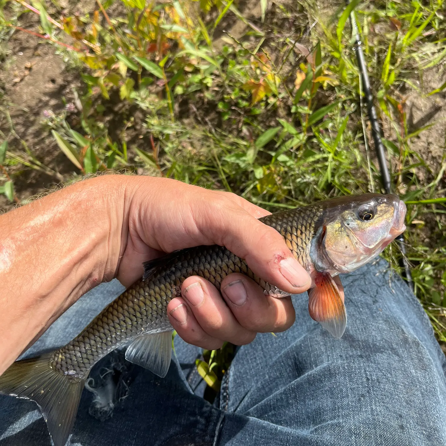 Fallfish caught on Fishbrain