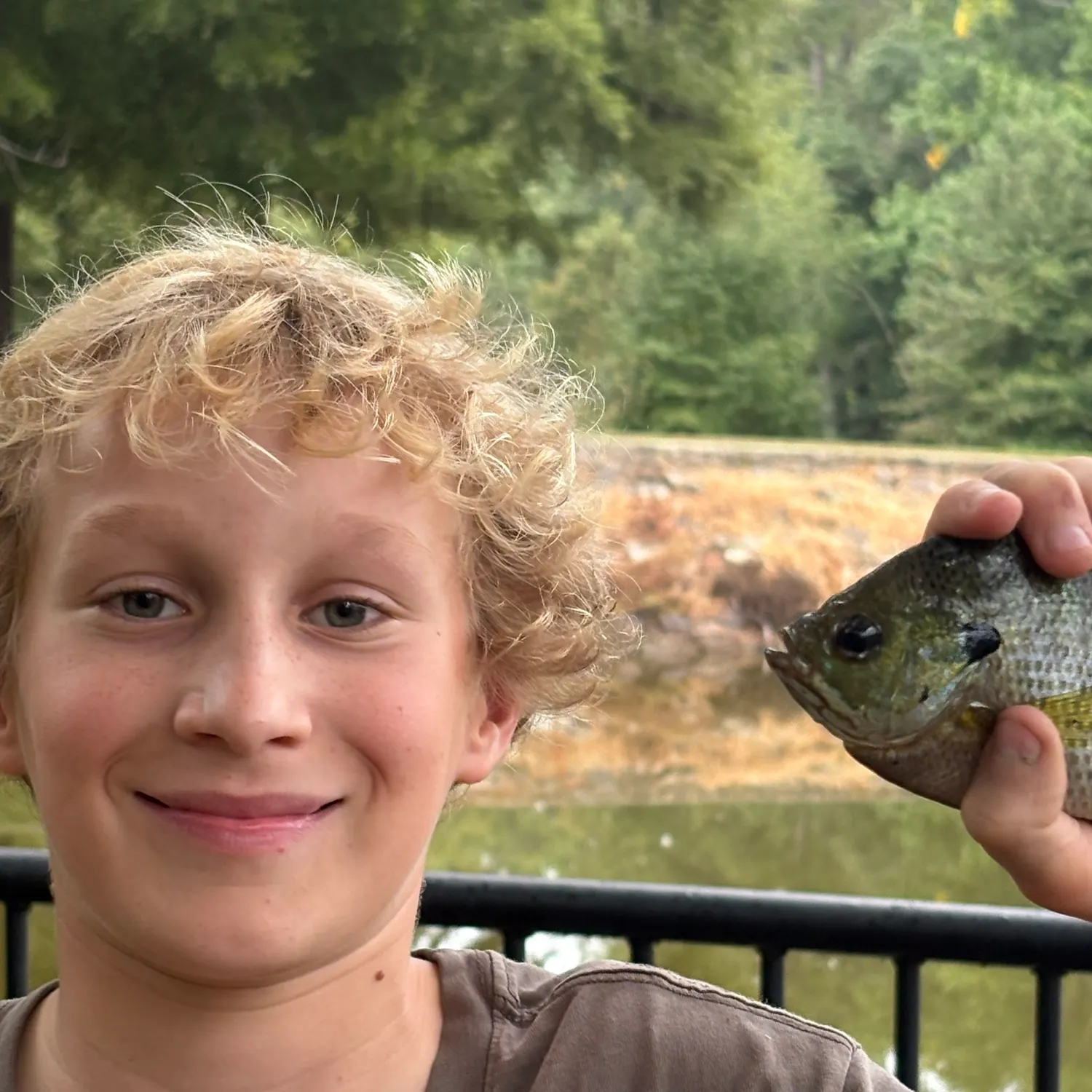 Bluegill caught on Fishbrain