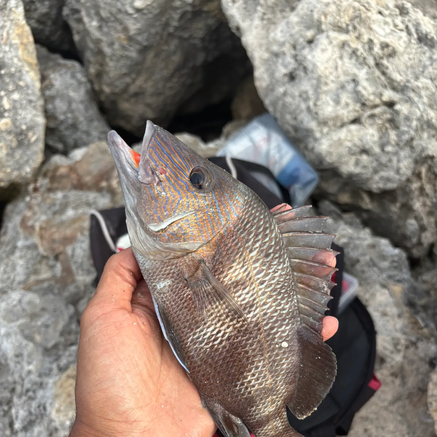 catch