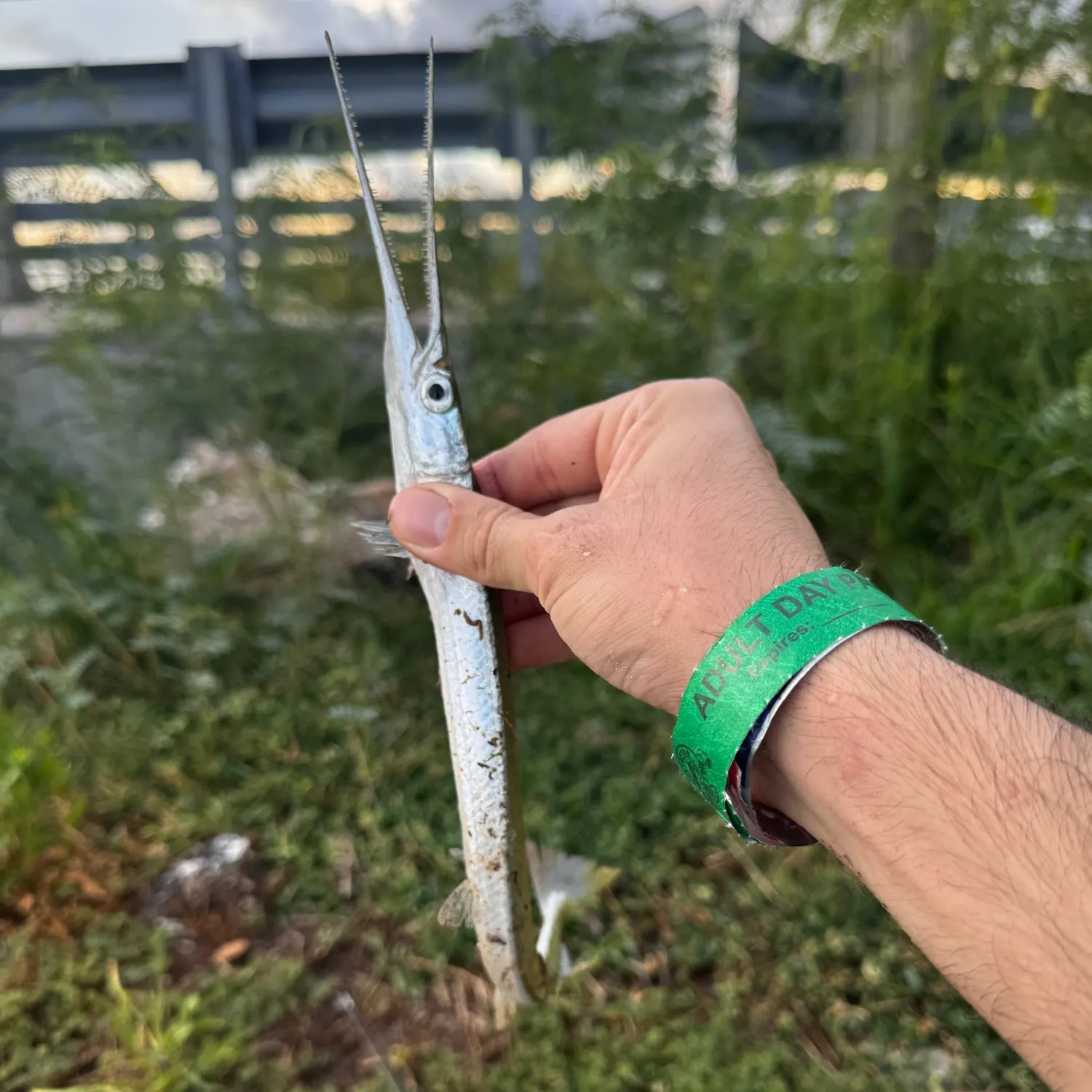 Flat needlefish caught on Fishbrain