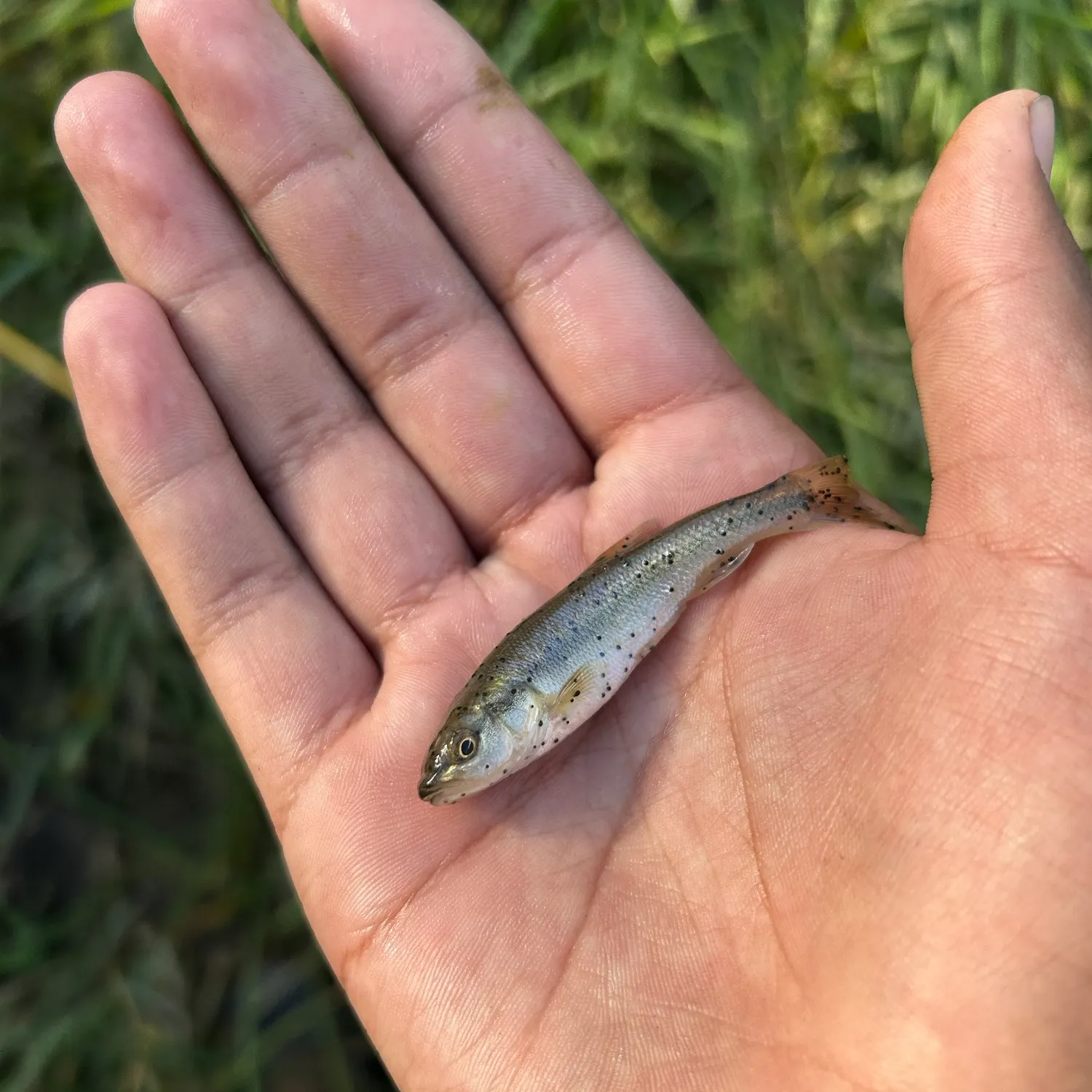 Creek chub caught on Fishbrain