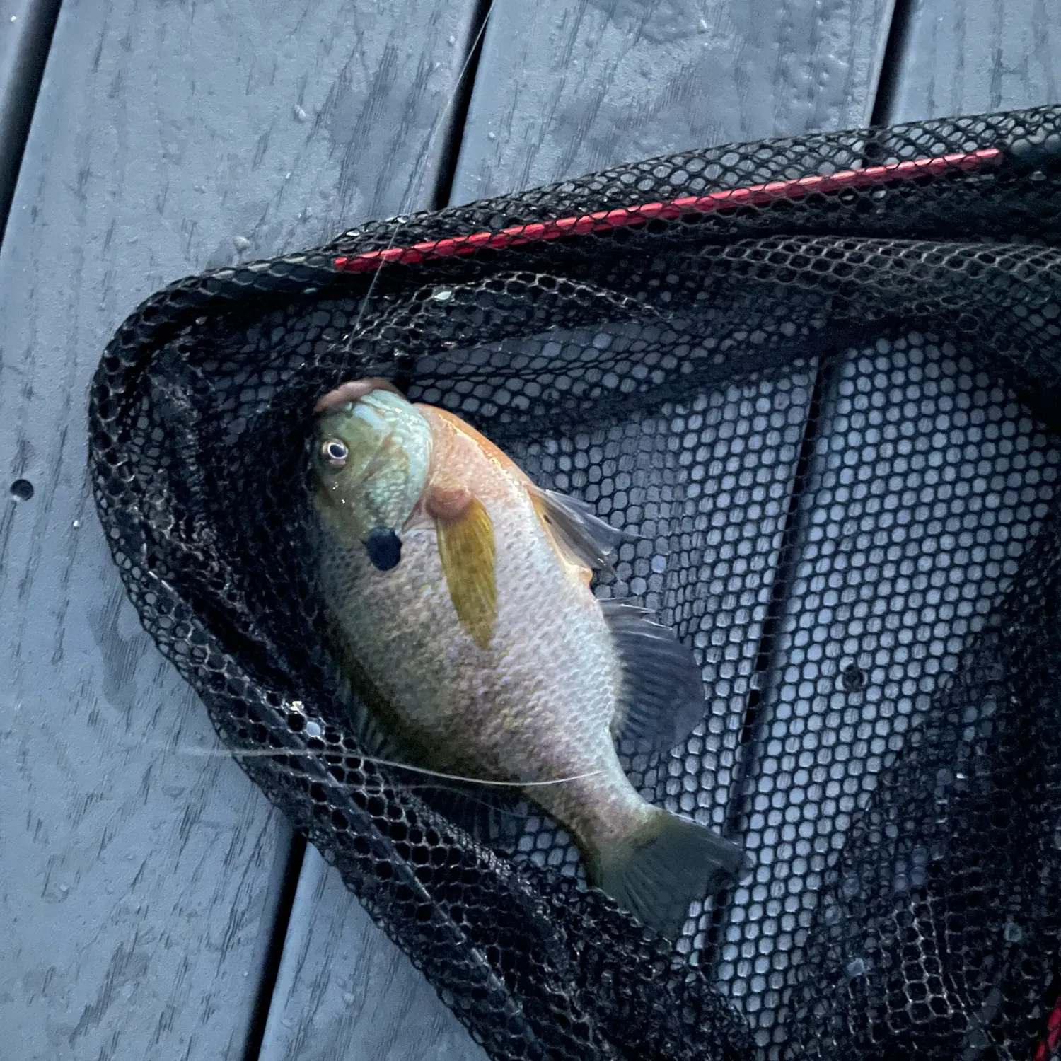 Bluegill caught on Fishbrain