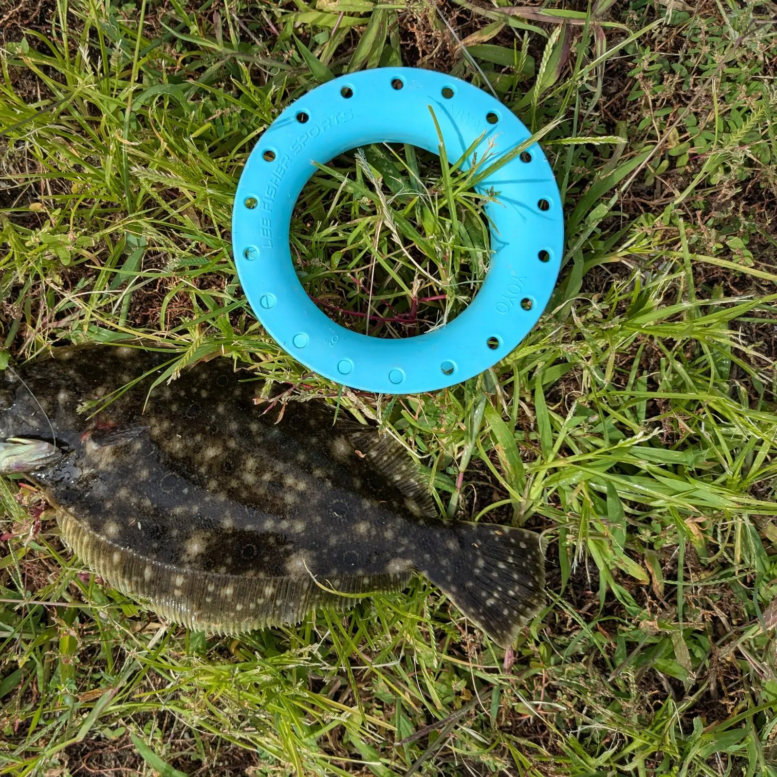 Summer flounder caught on Fishbrain