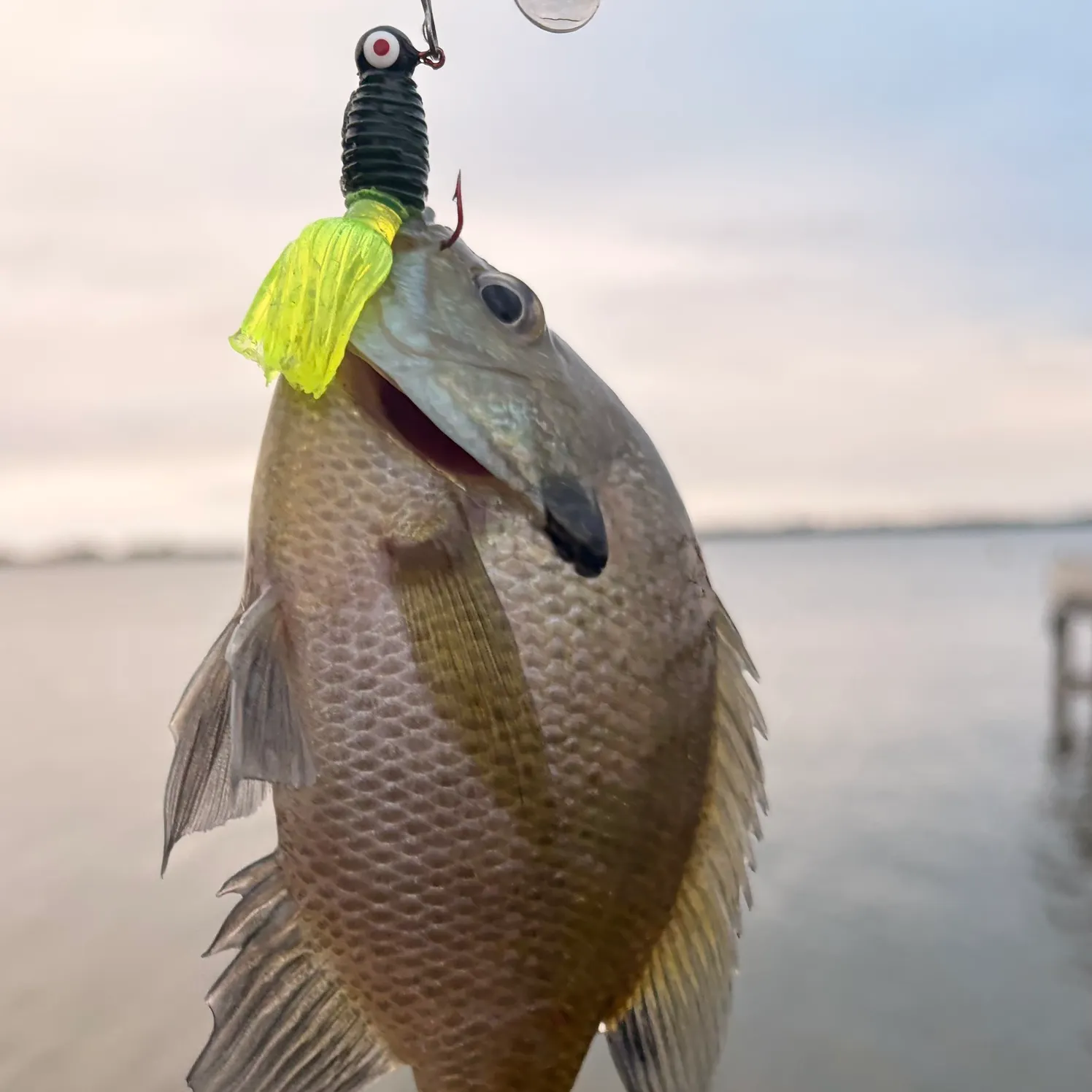 Bluegill caught on Fishbrain