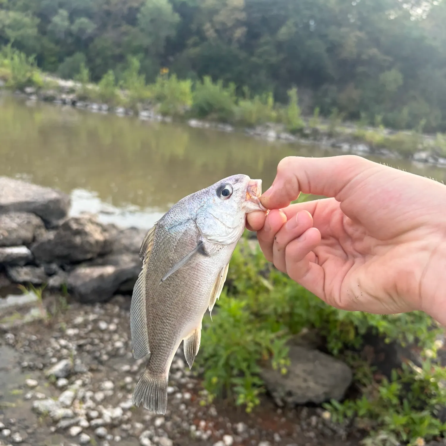 Freshwater drum caught on Fishbrain