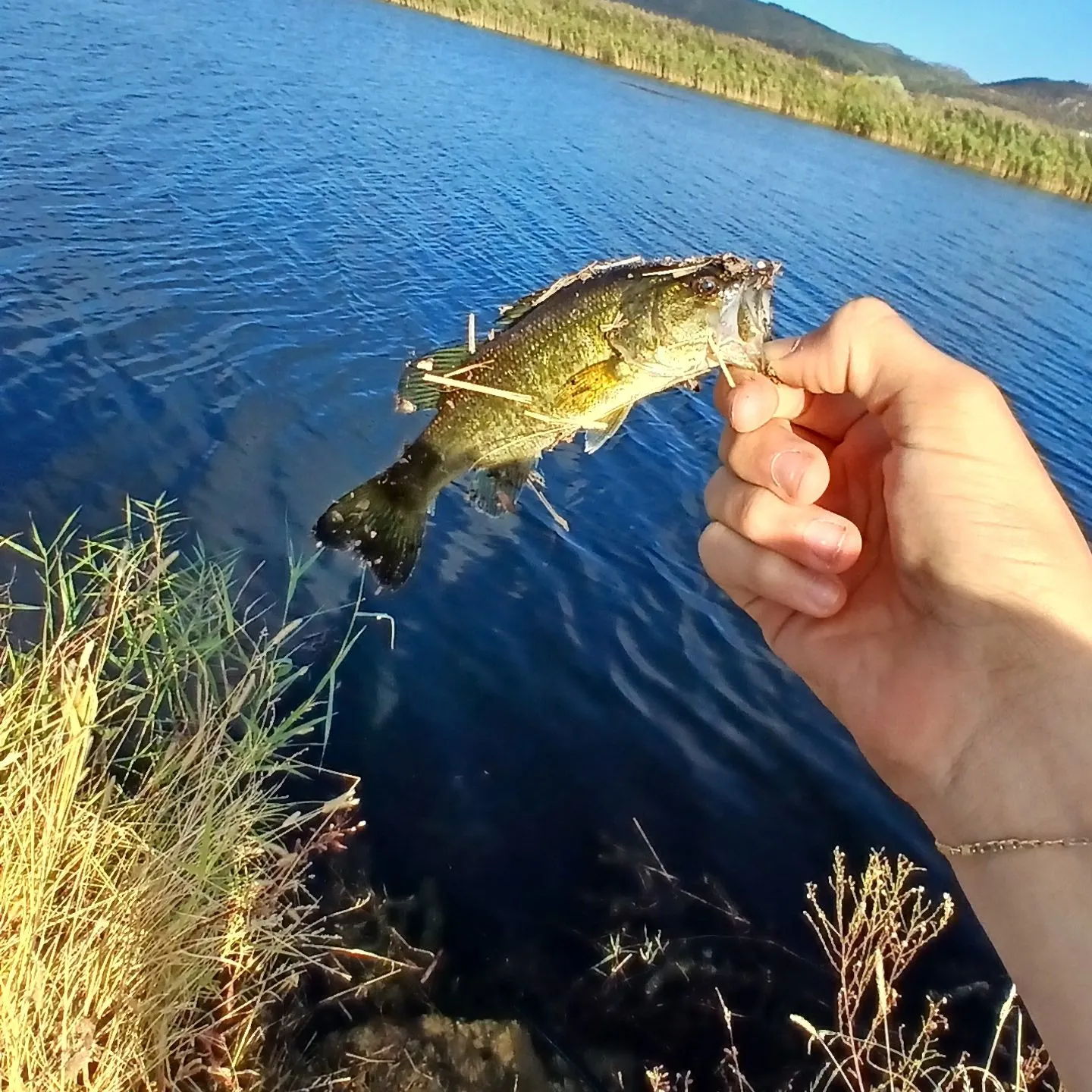 Fish caught on Fishbrain