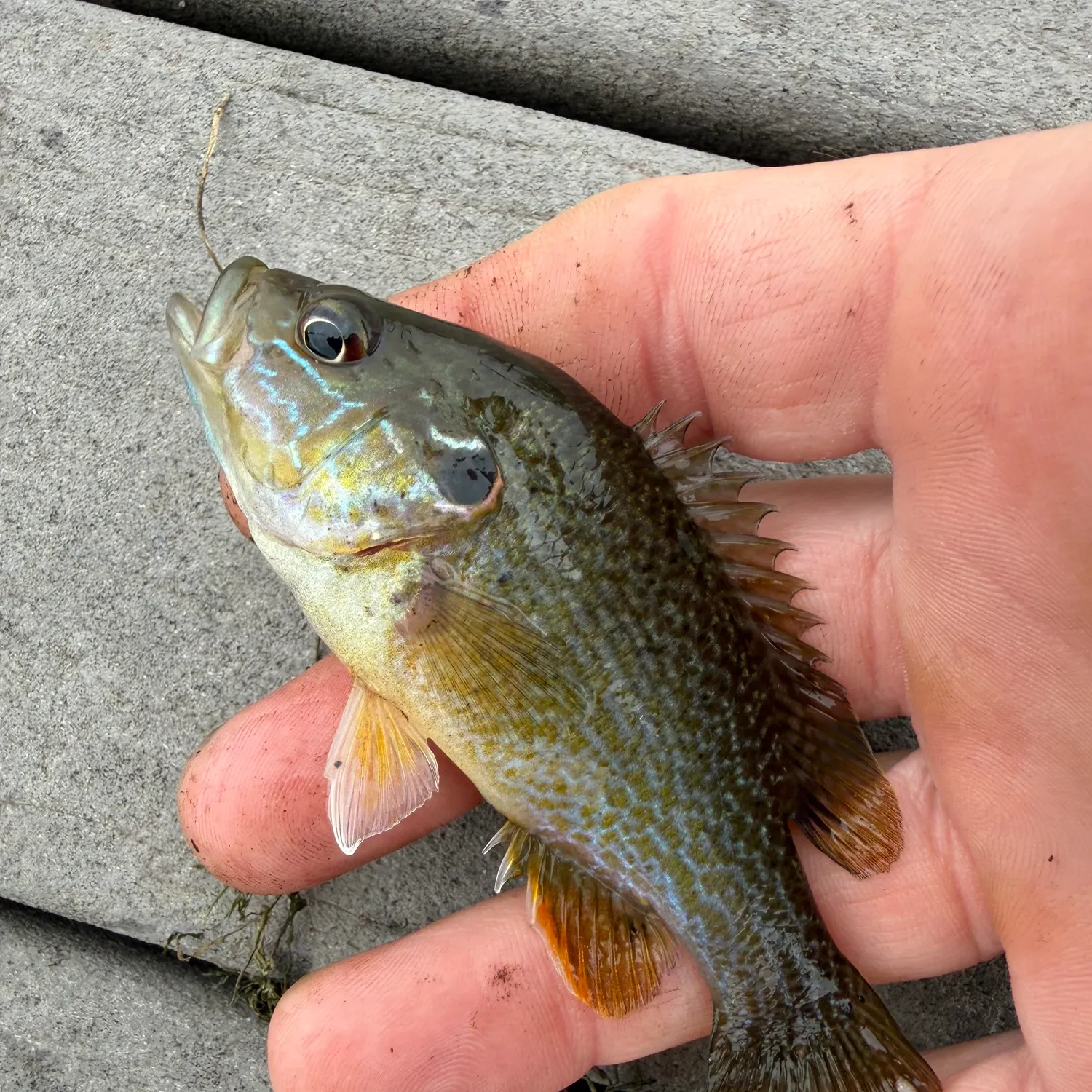 Green sunfish caught on Fishbrain