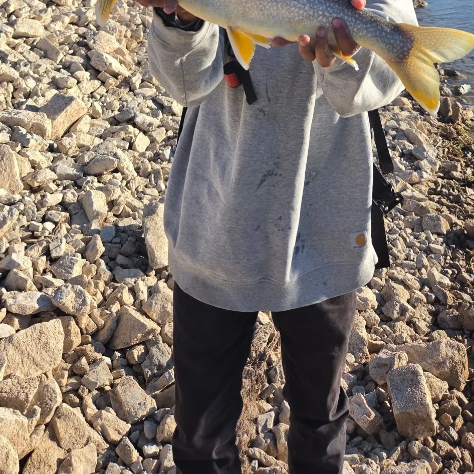 Lake char caught on Fishbrain