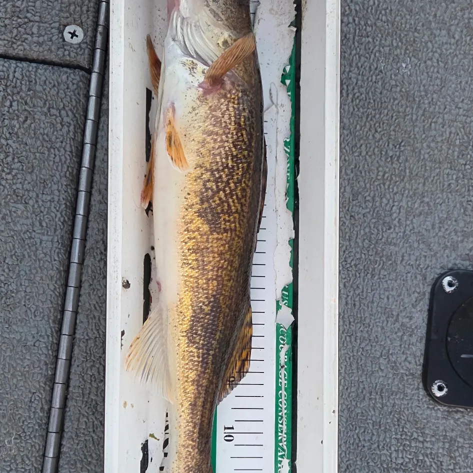 Walleye caught on Fishbrain