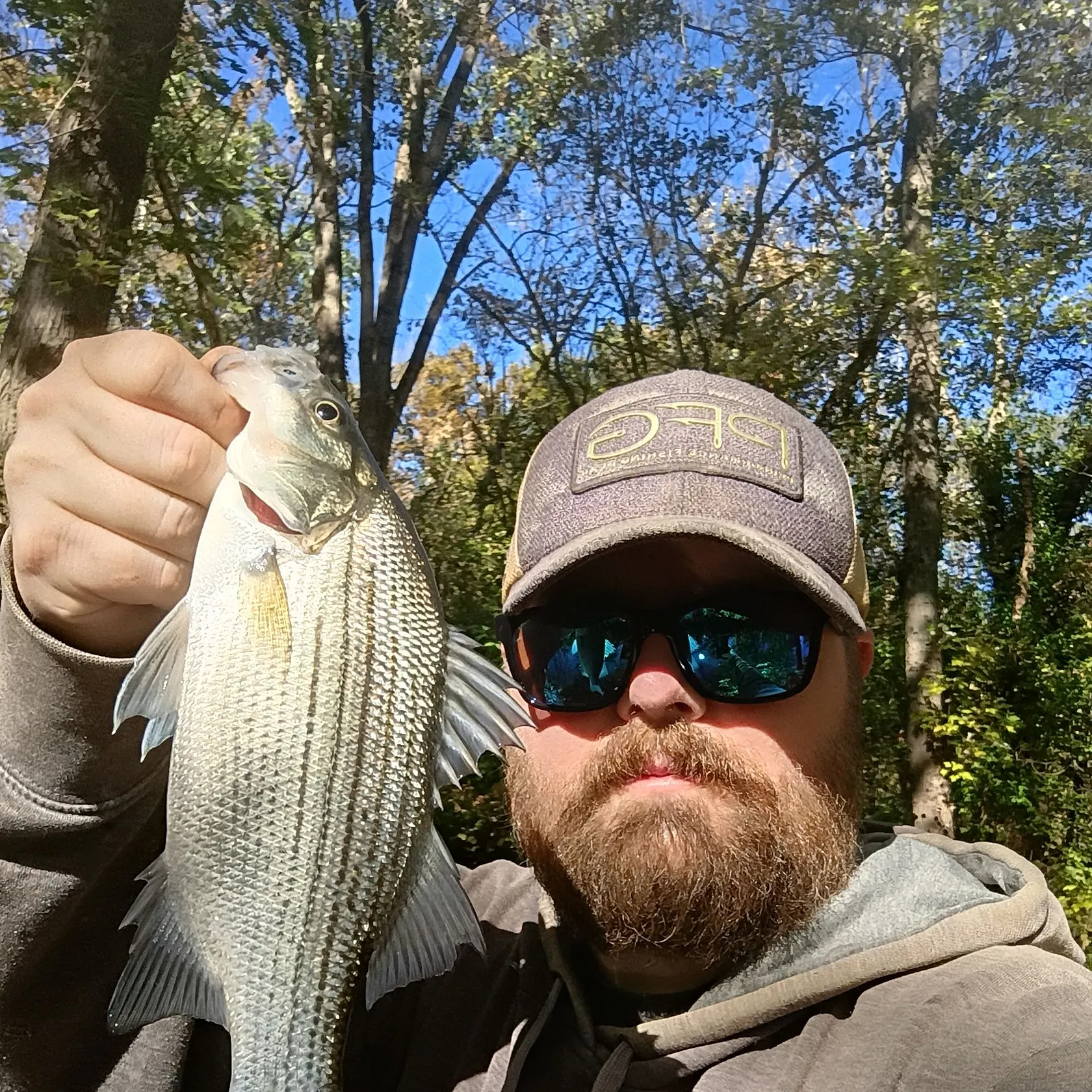 White bass caught on Fishbrain