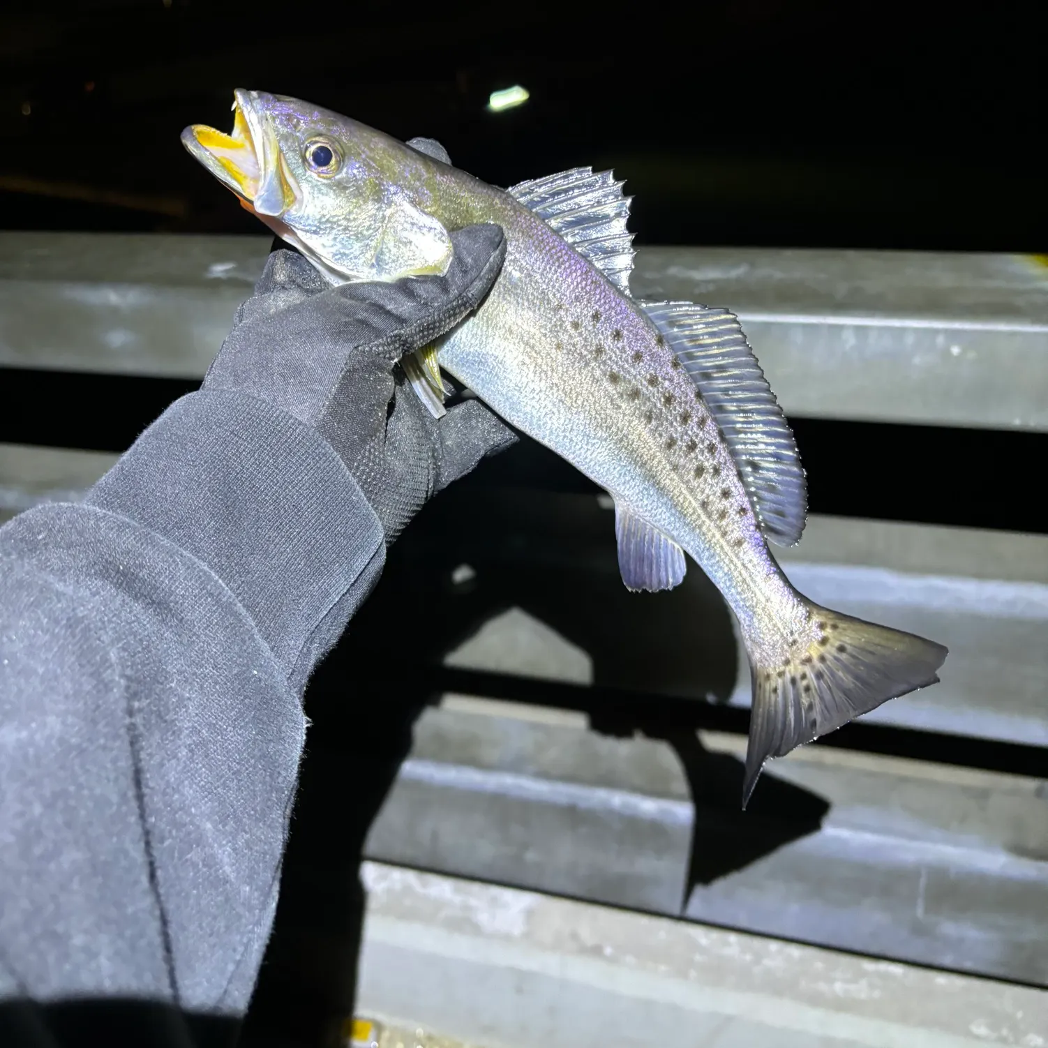 The most recent Spotted seatrout catches on Fishbrain