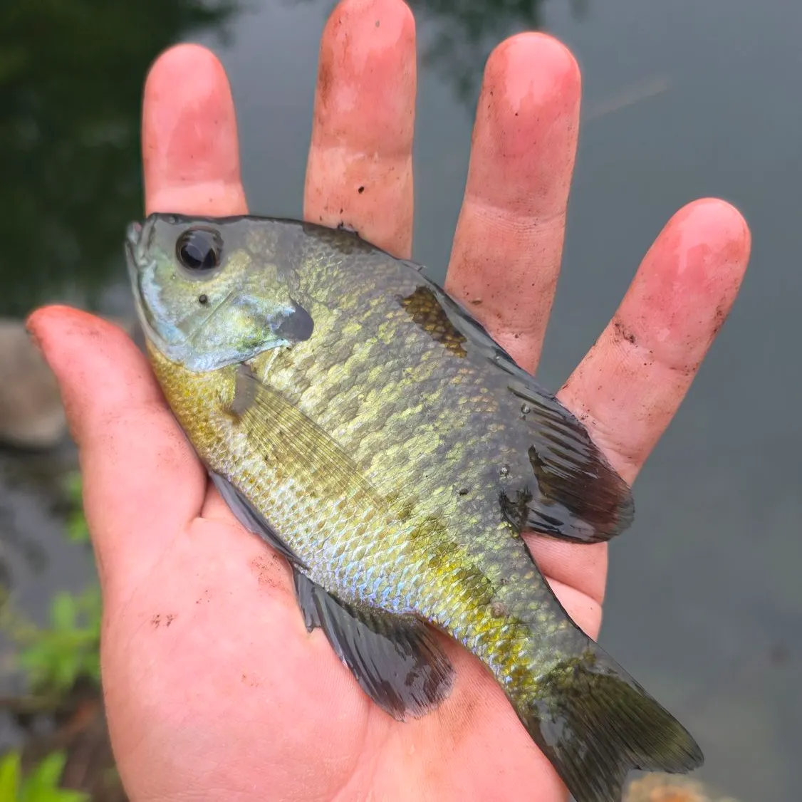 Bluegill caught on Fishbrain
