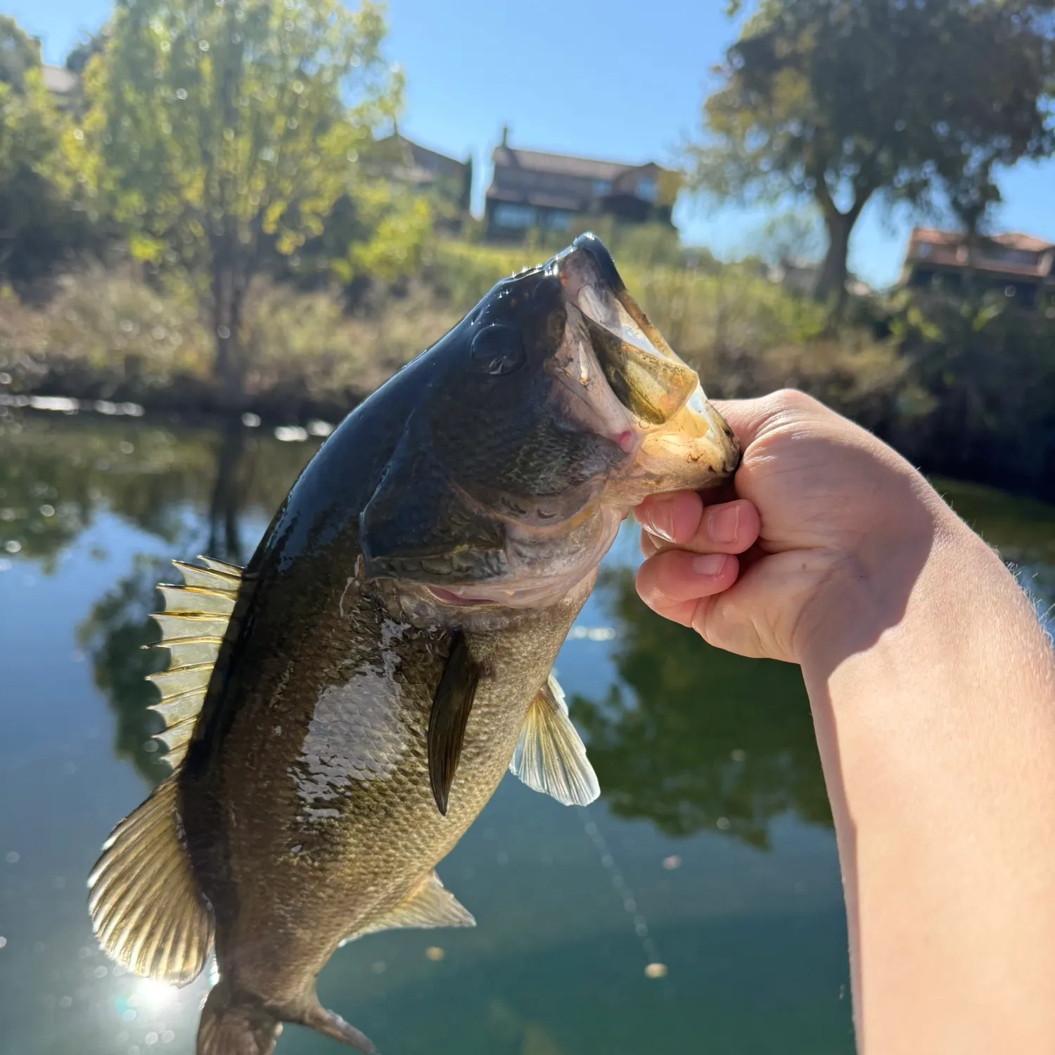 The most recent Largemouth bass catches on Fishbrain