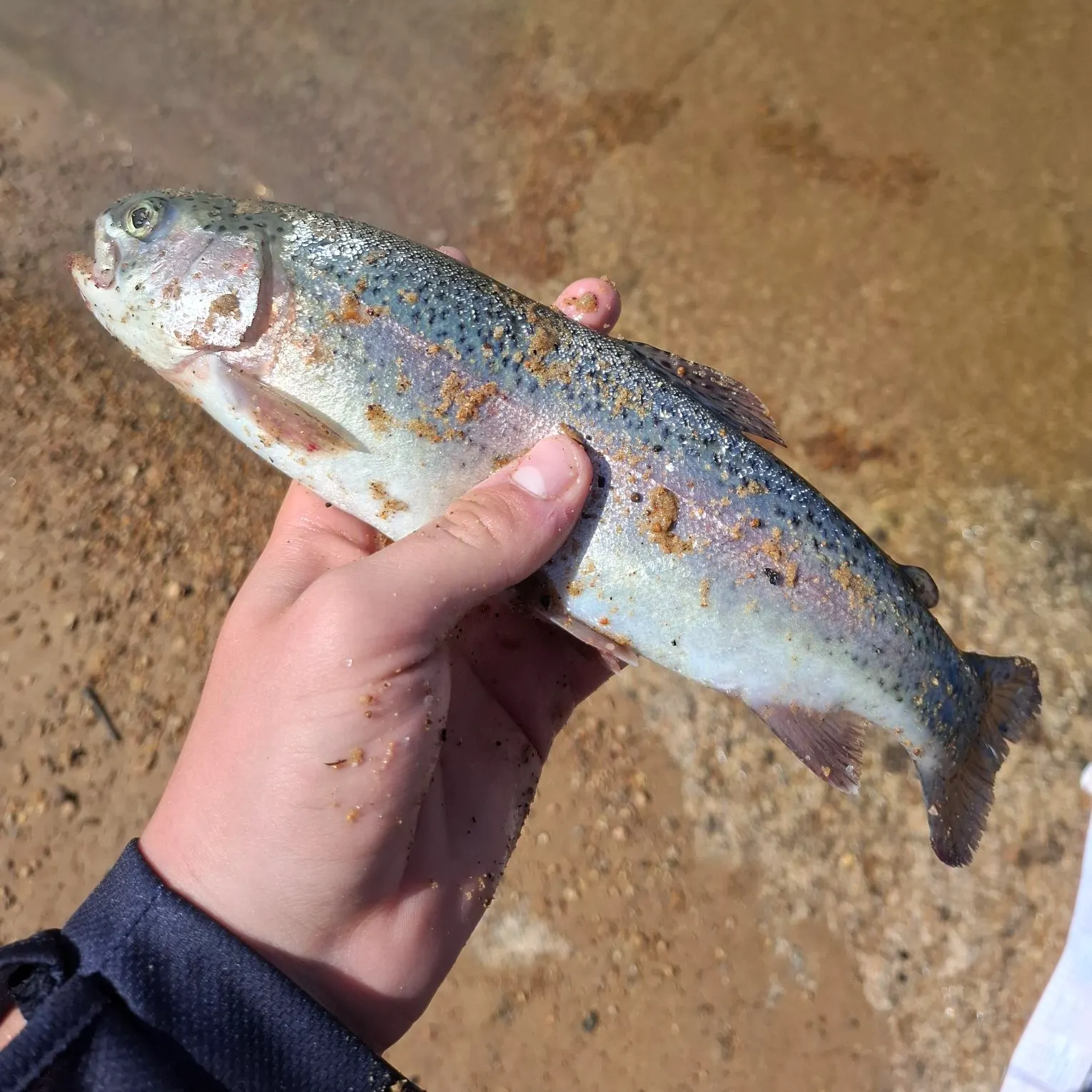 Rainbow trout caught on Fishbrain