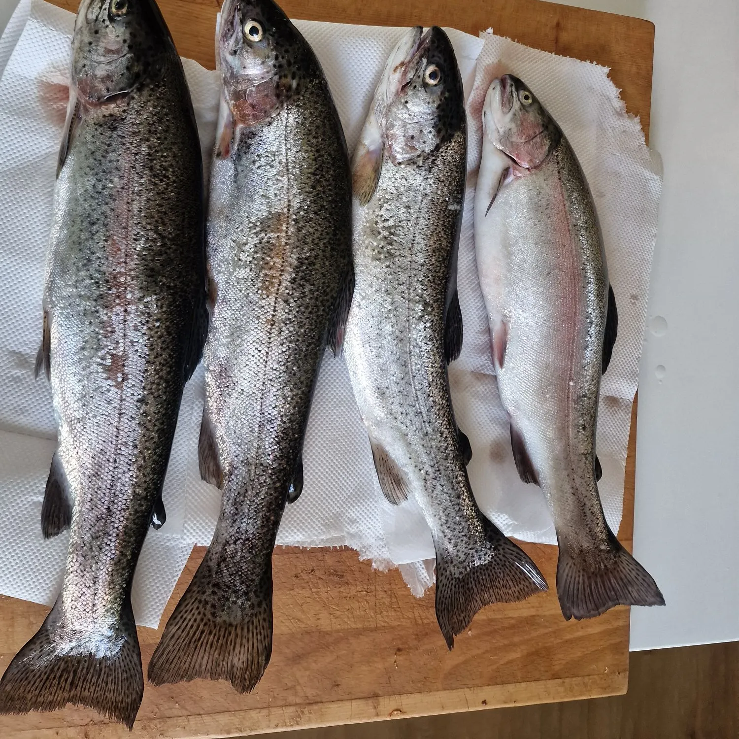 Rainbow trout caught on Fishbrain
