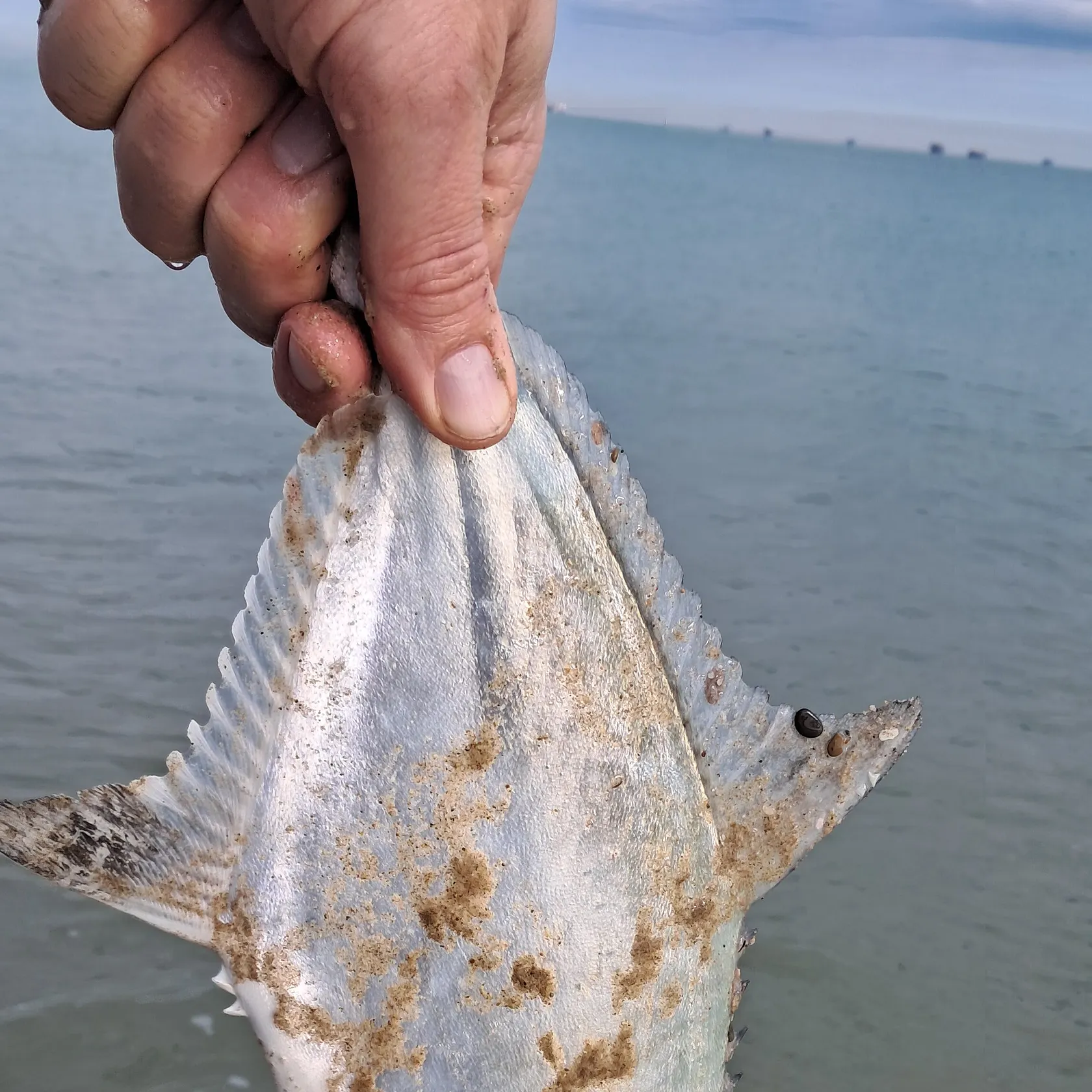 The most recent Leerfish catches on Fishbrain