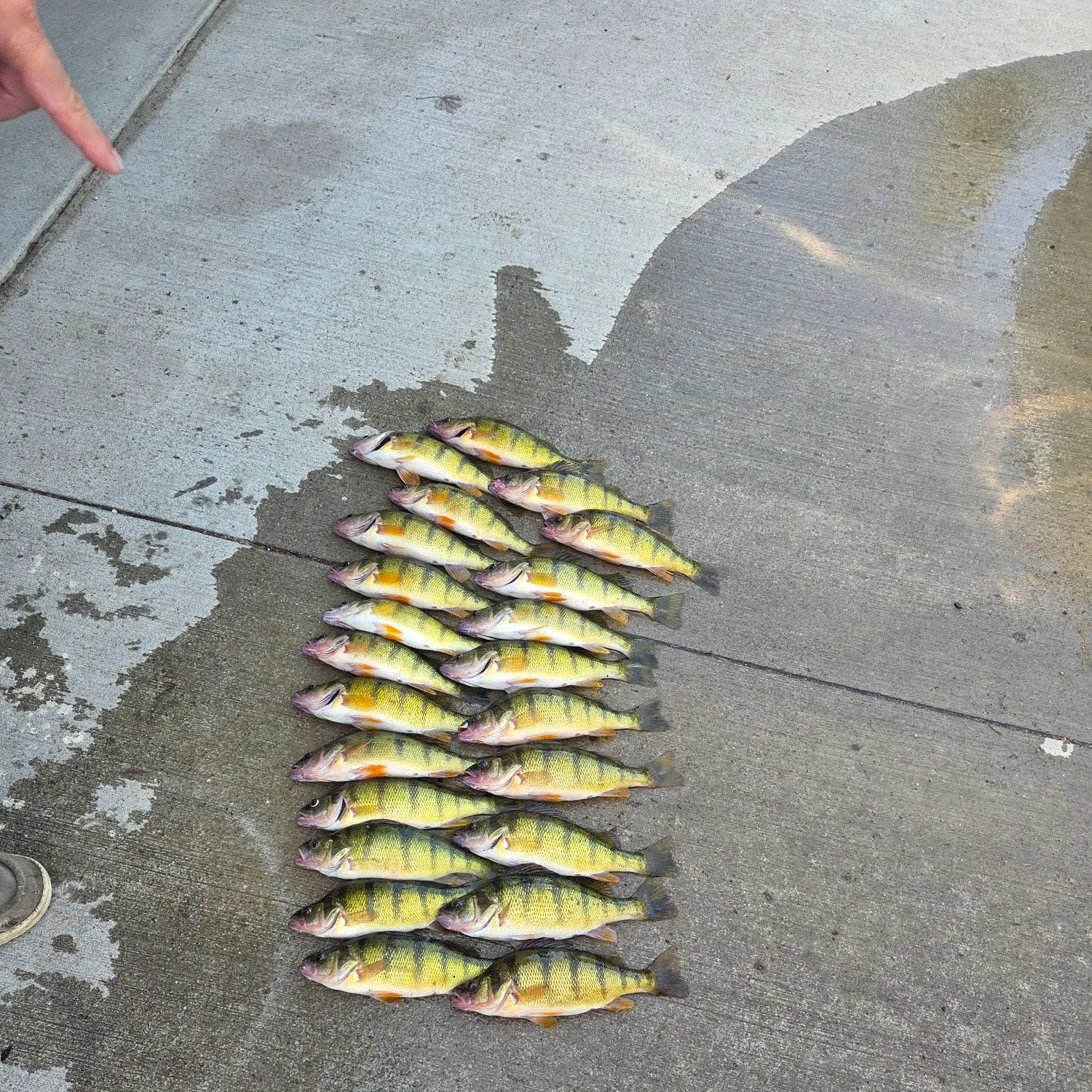 Yellow perch caught on Fishbrain
