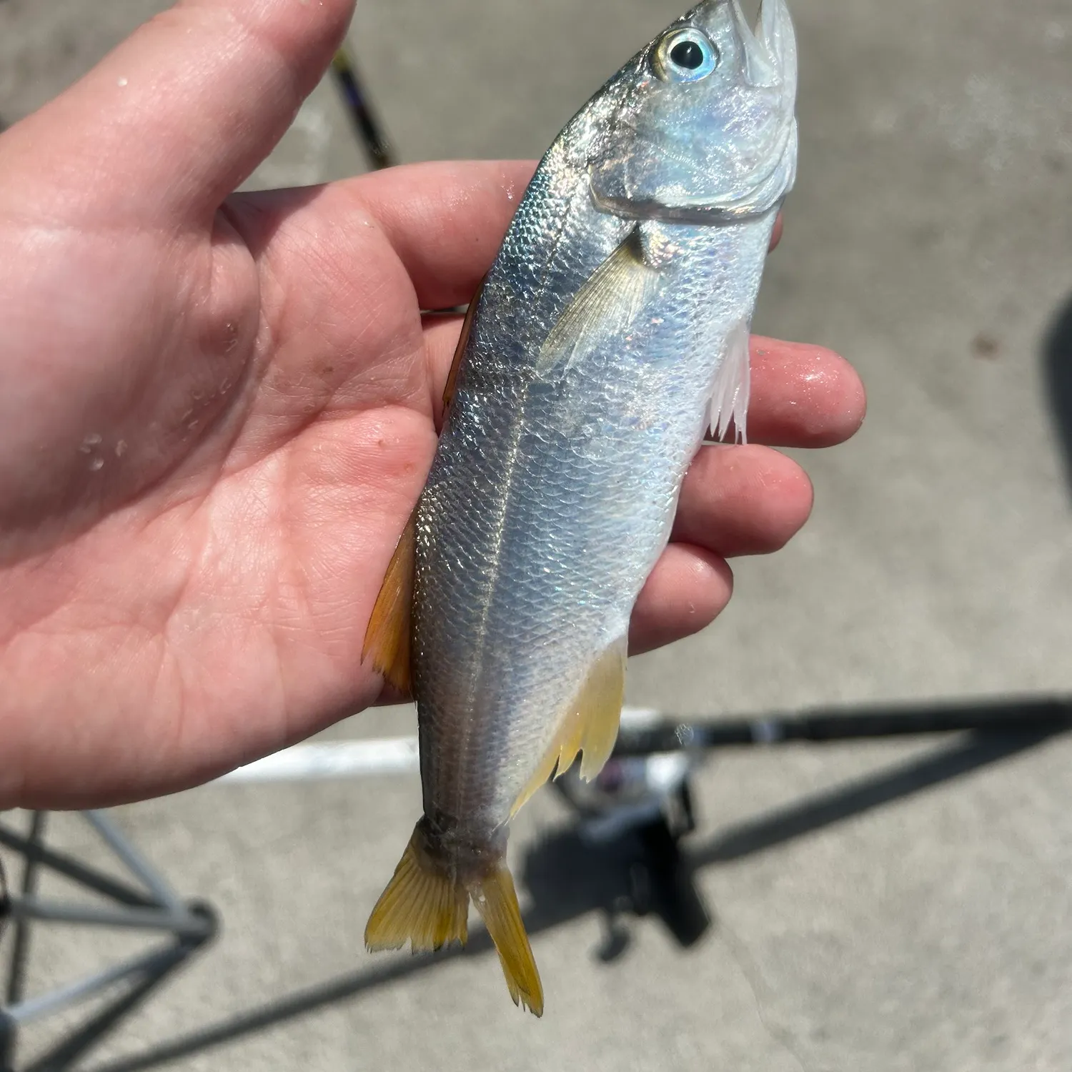 The most recent Queenfish catches on Fishbrain