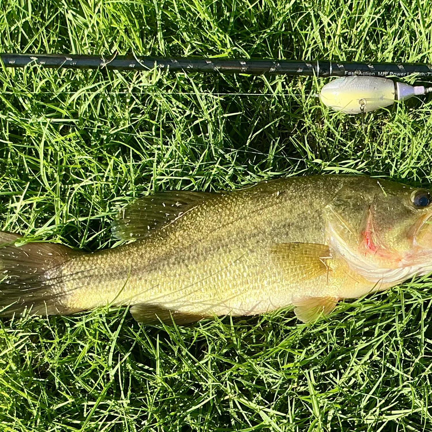 Largemouth bass caught on Fishbrain