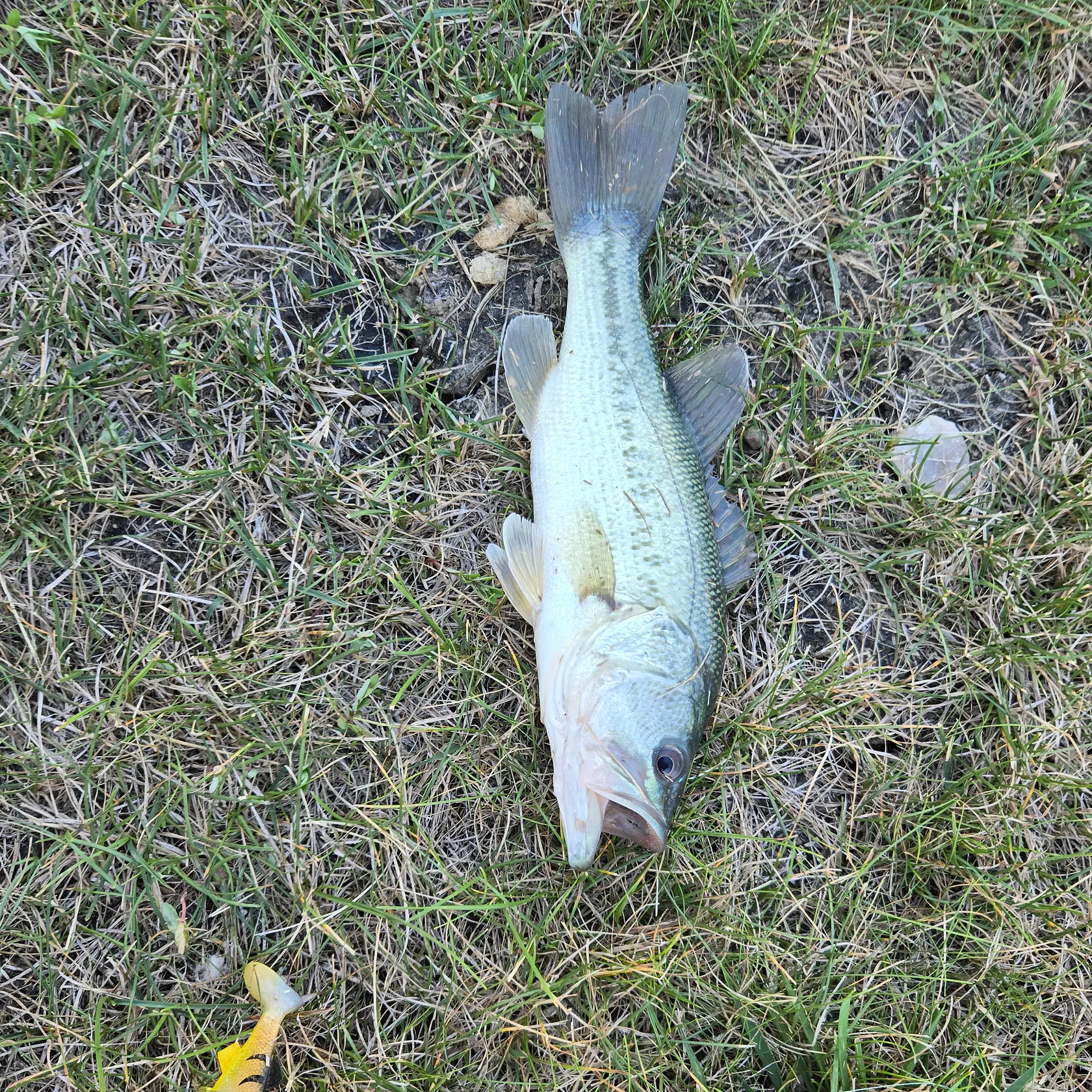 angler catch