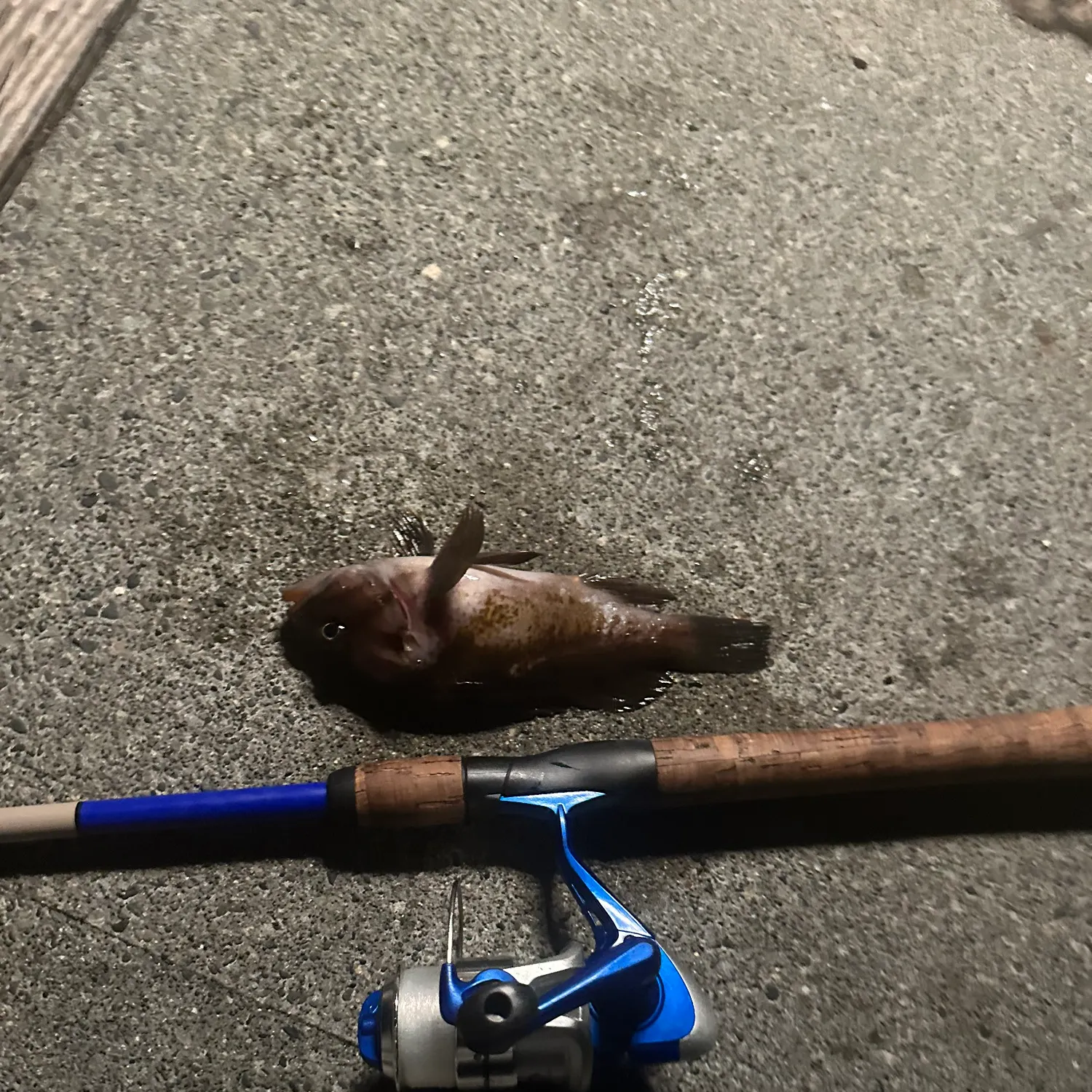Copper rockfish caught on Fishbrain