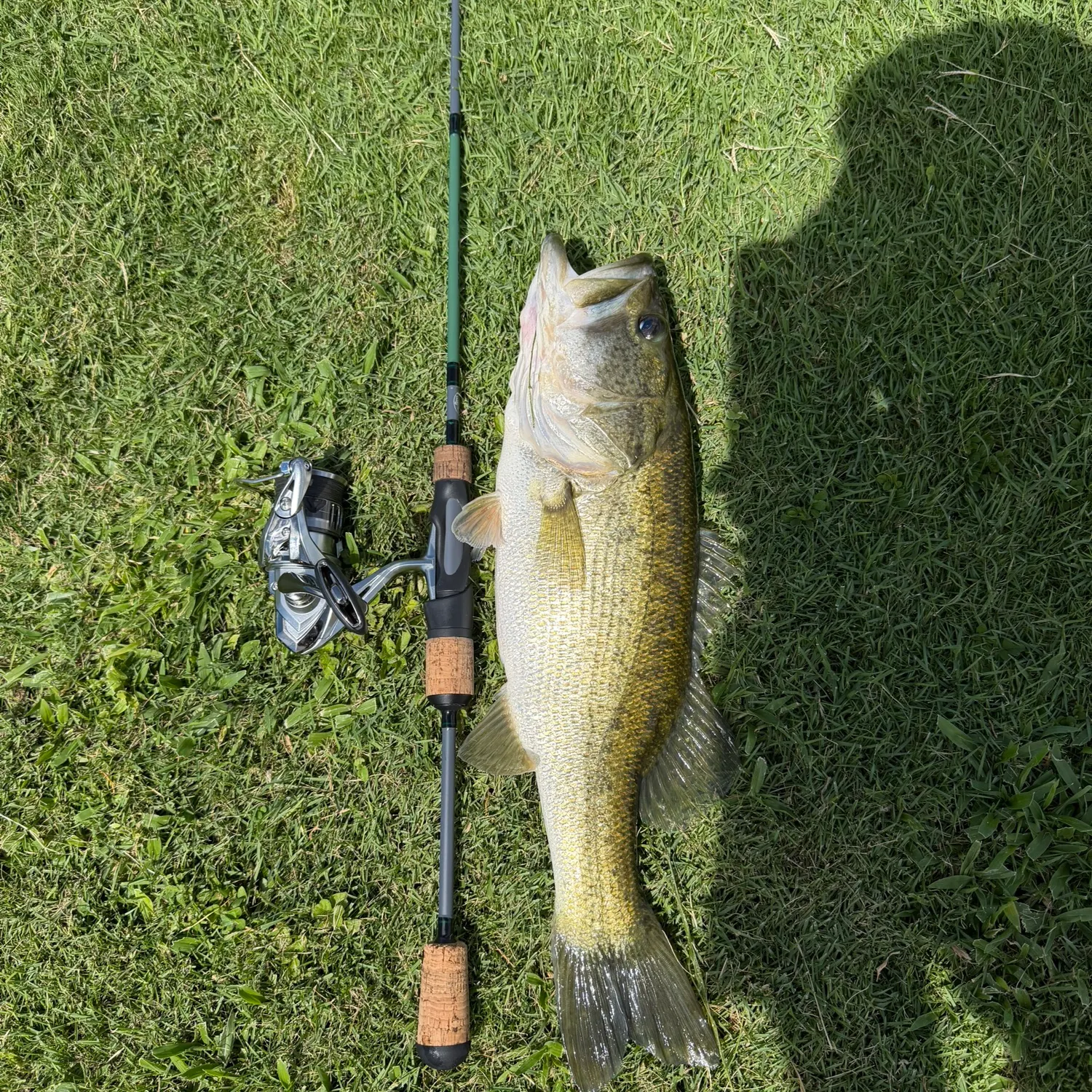 Largemouth bass caught on Fishbrain
