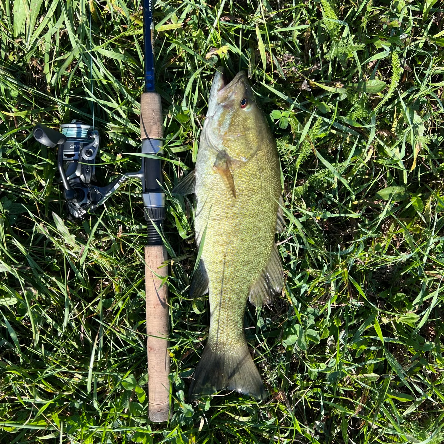 Smallmouth bass caught on Fishbrain