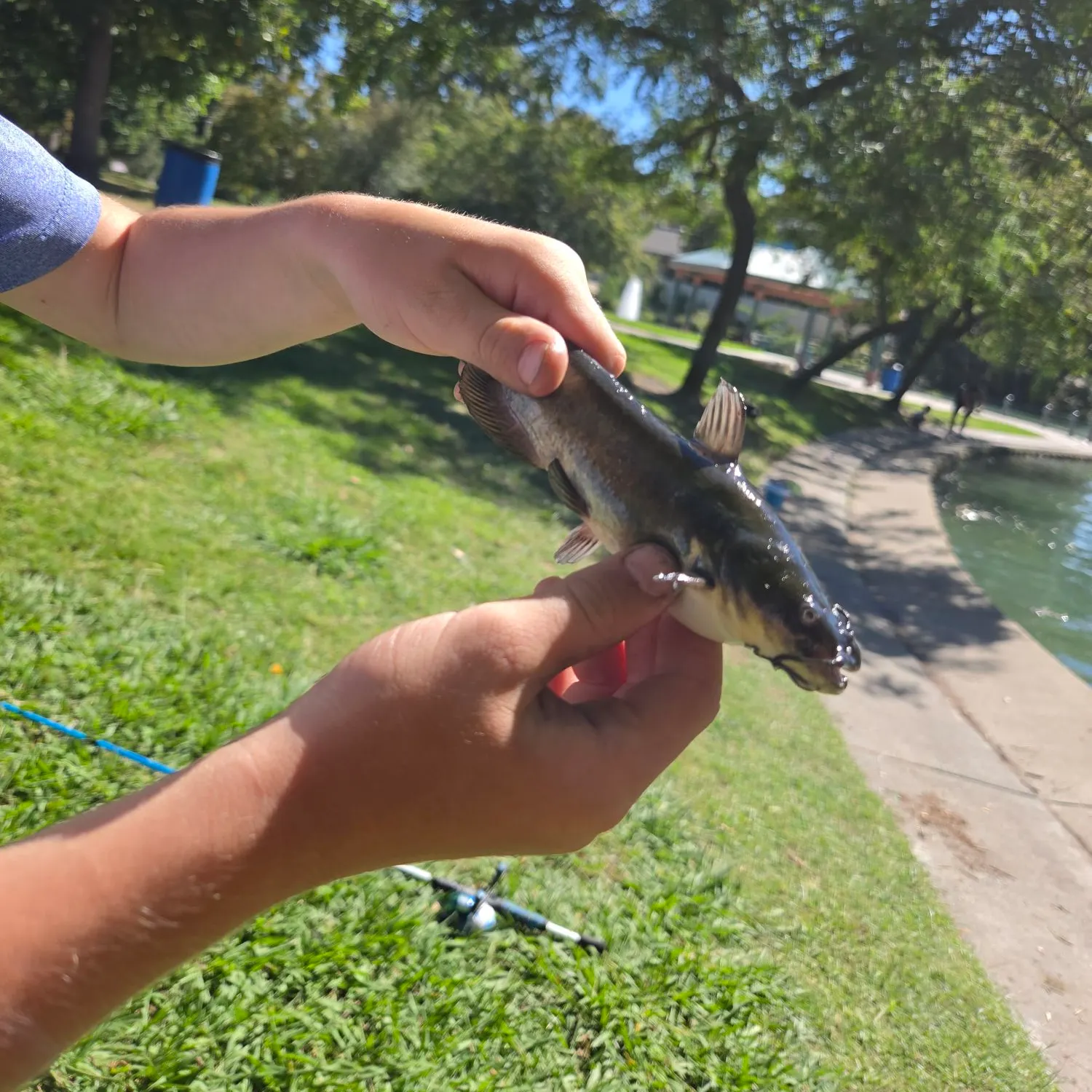 Black bullhead caught on Fishbrain