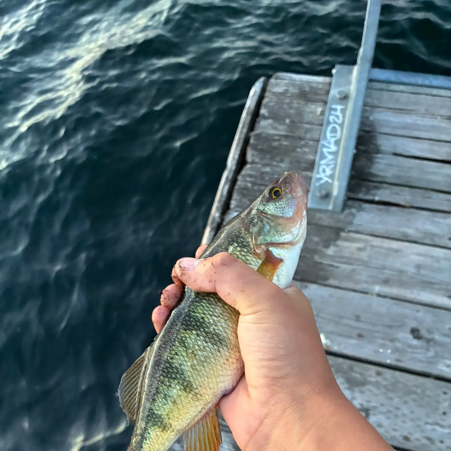 Yellow perch caught on Fishbrain