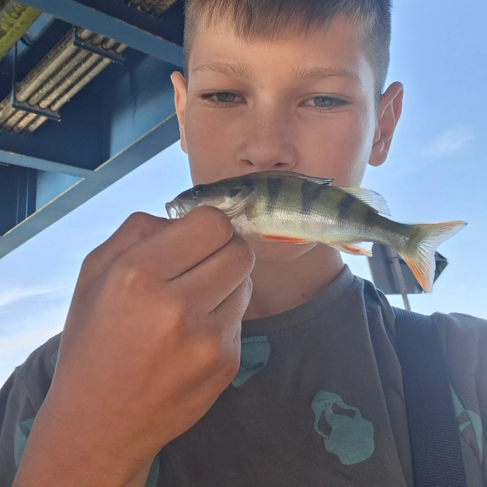 European perch caught on Fishbrain