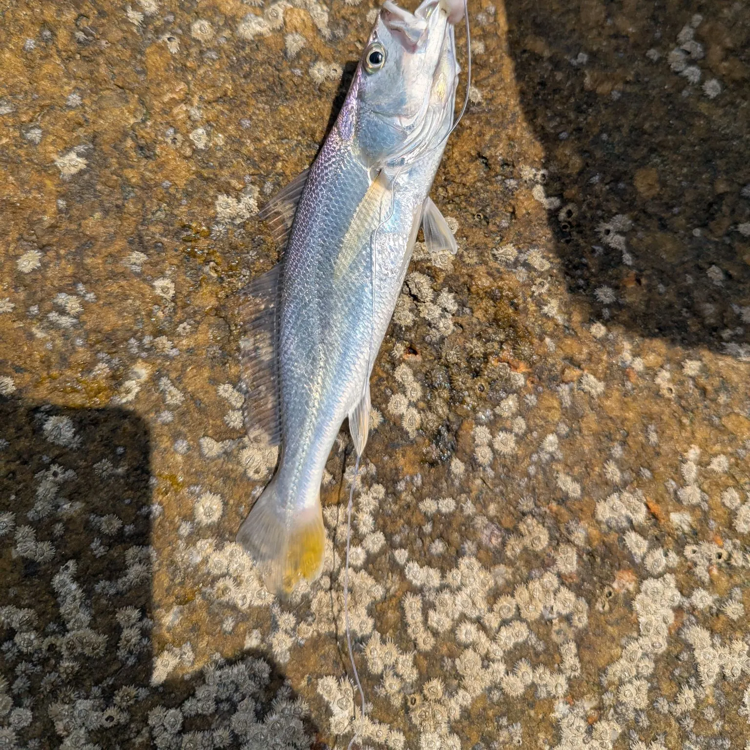 The most recent Silver seatrout catches on Fishbrain
