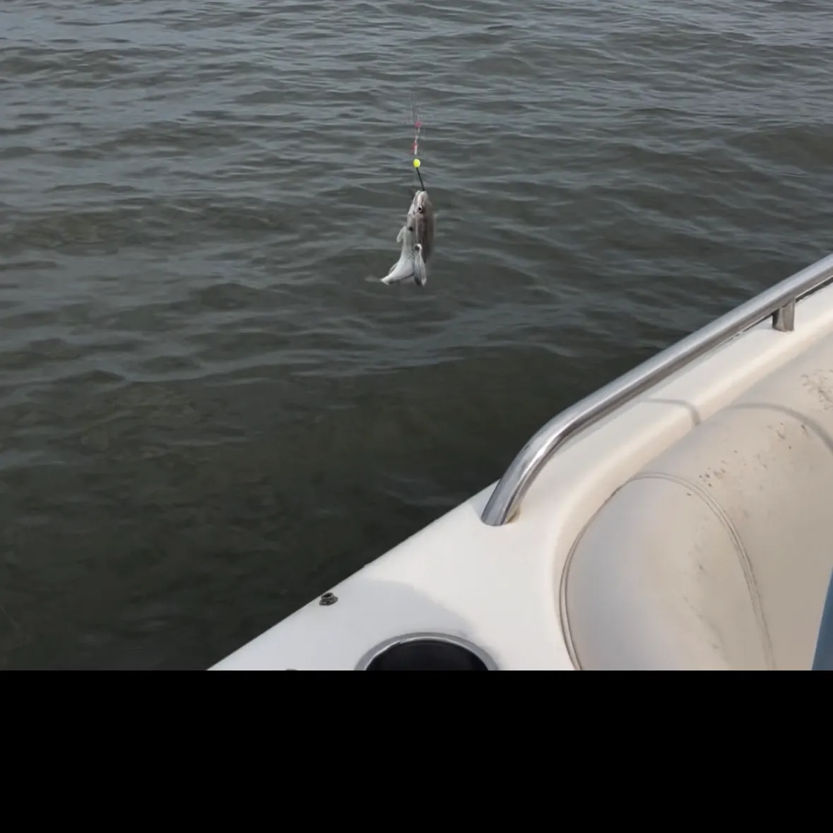 The most recent Spot croaker catches on Fishbrain