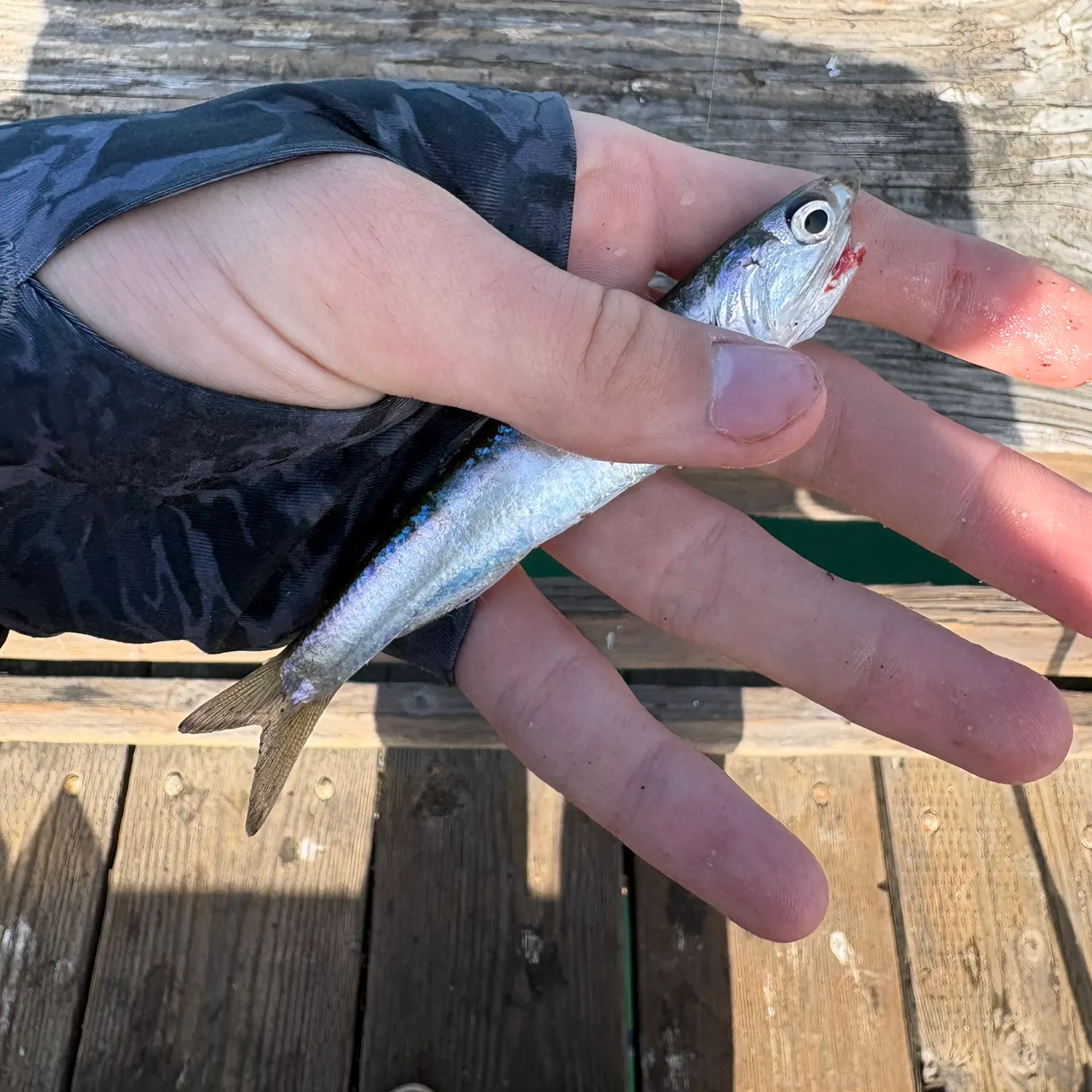 Northern anchovy caught on Fishbrain