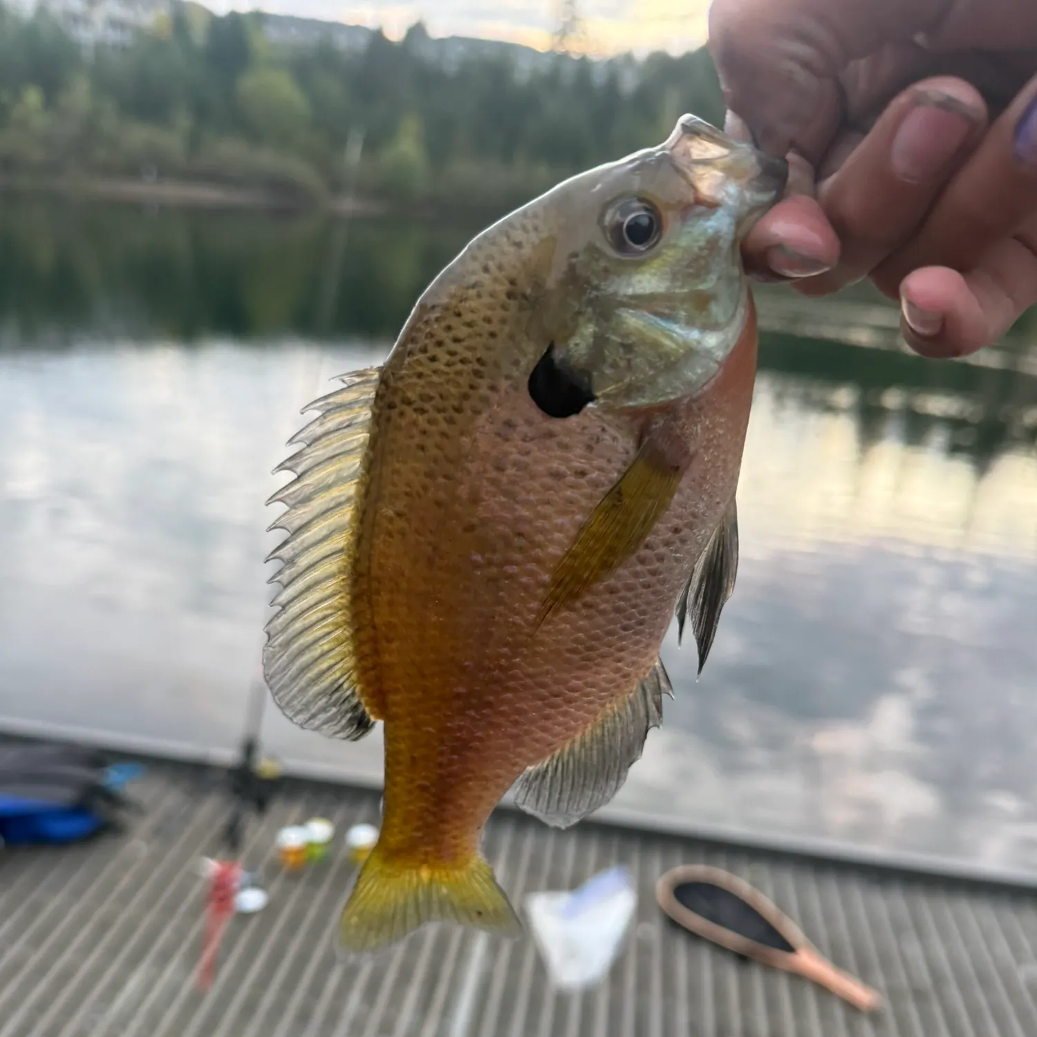 Bluegill caught on Fishbrain